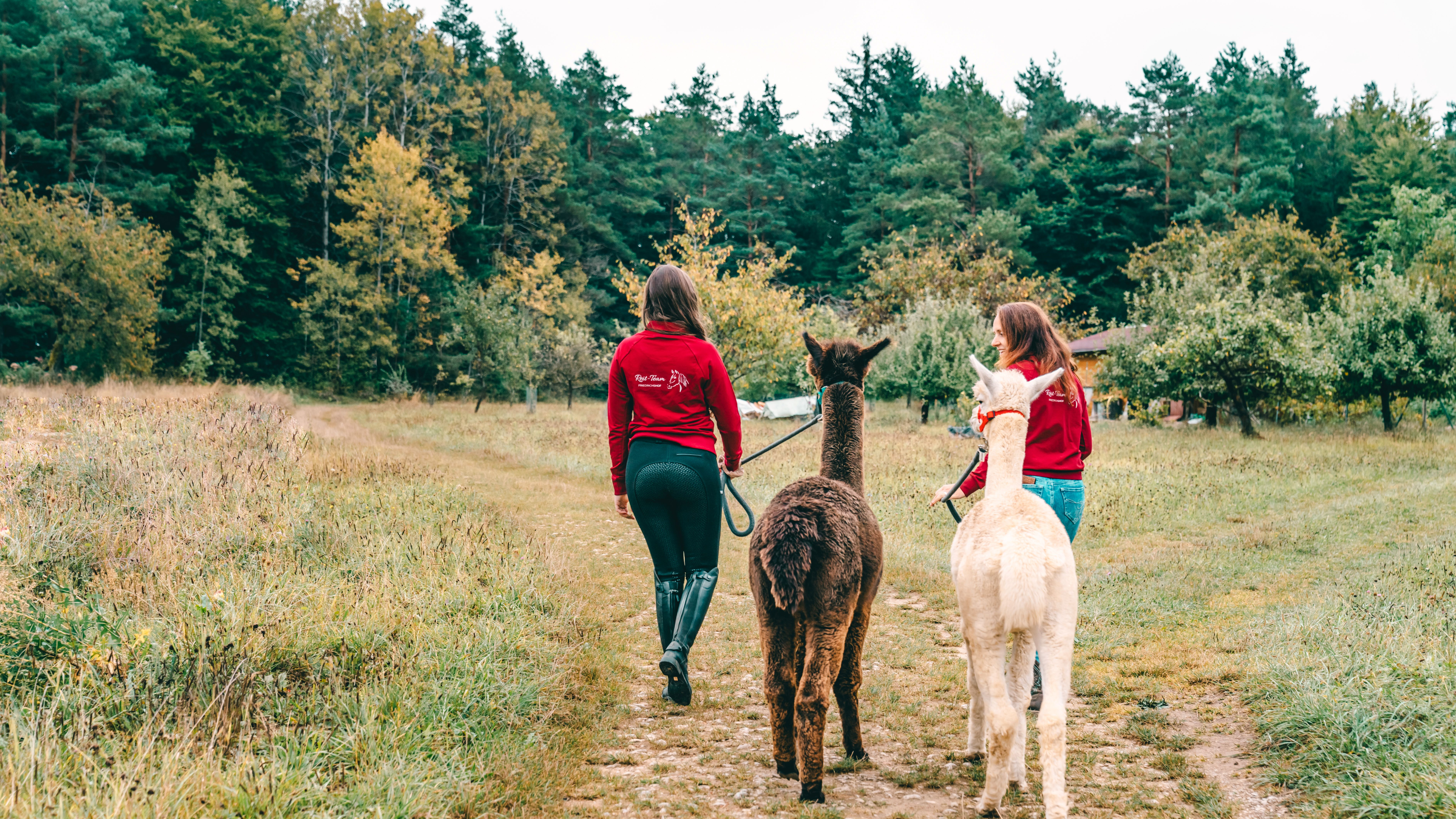 Alpaca Hike