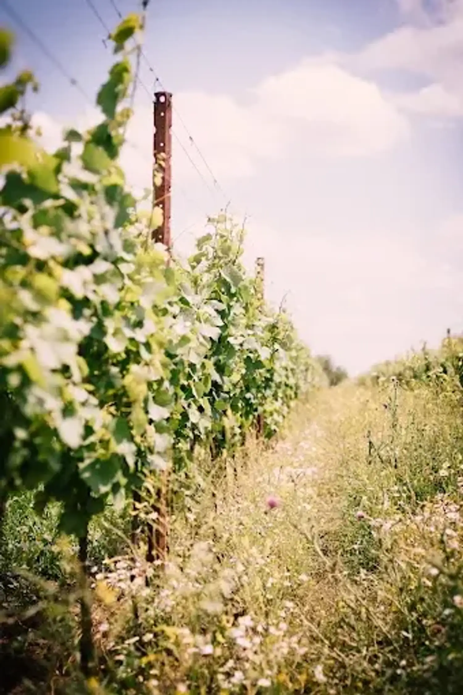 Wine & Dine mit
Stefanie Renner 