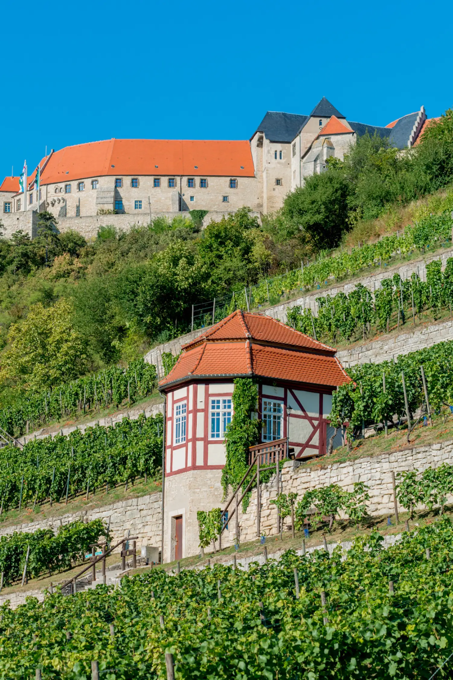 Weingenuss im Herzoglichen Weinberg