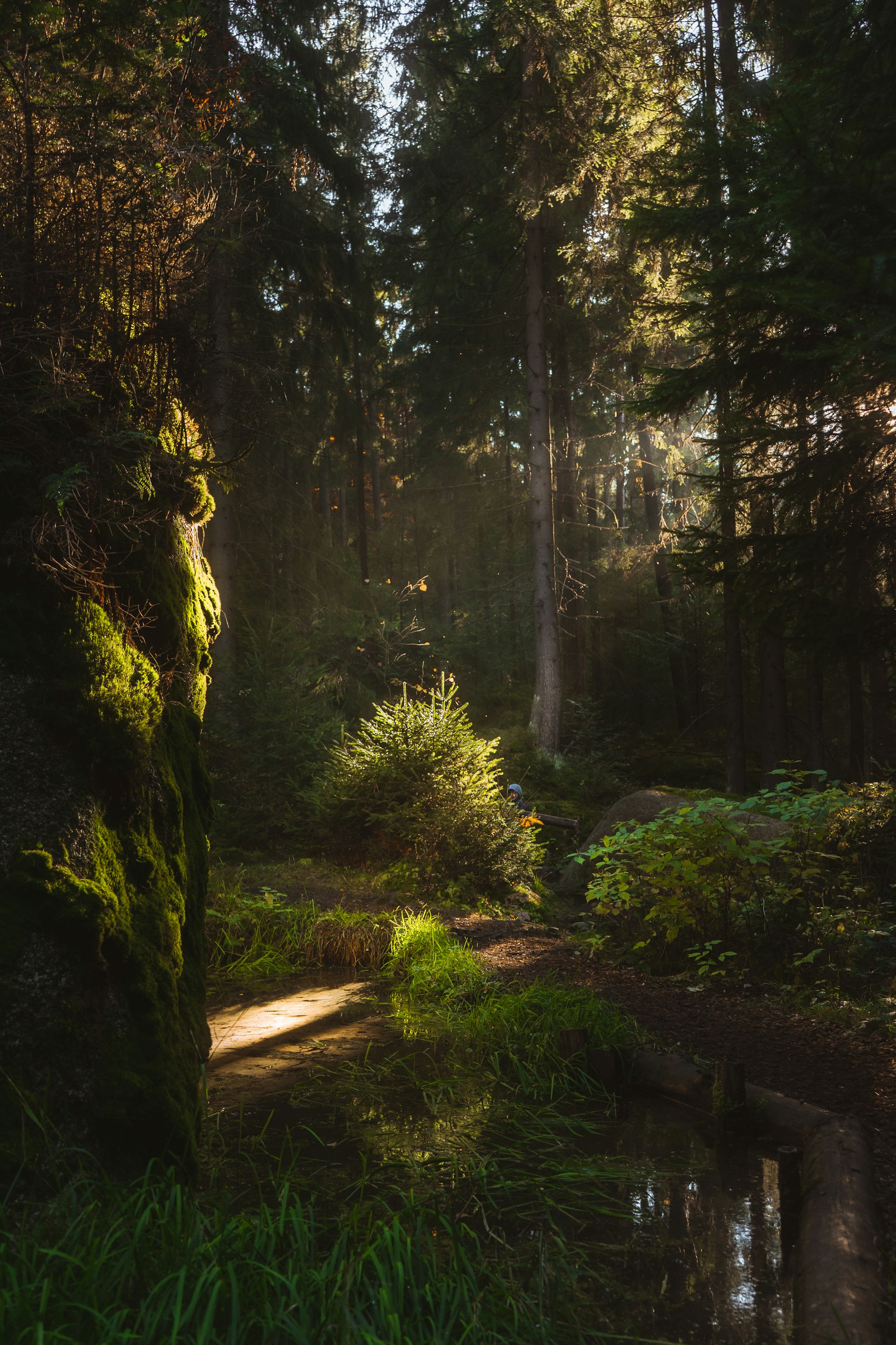Naturalists in the enchanted forest