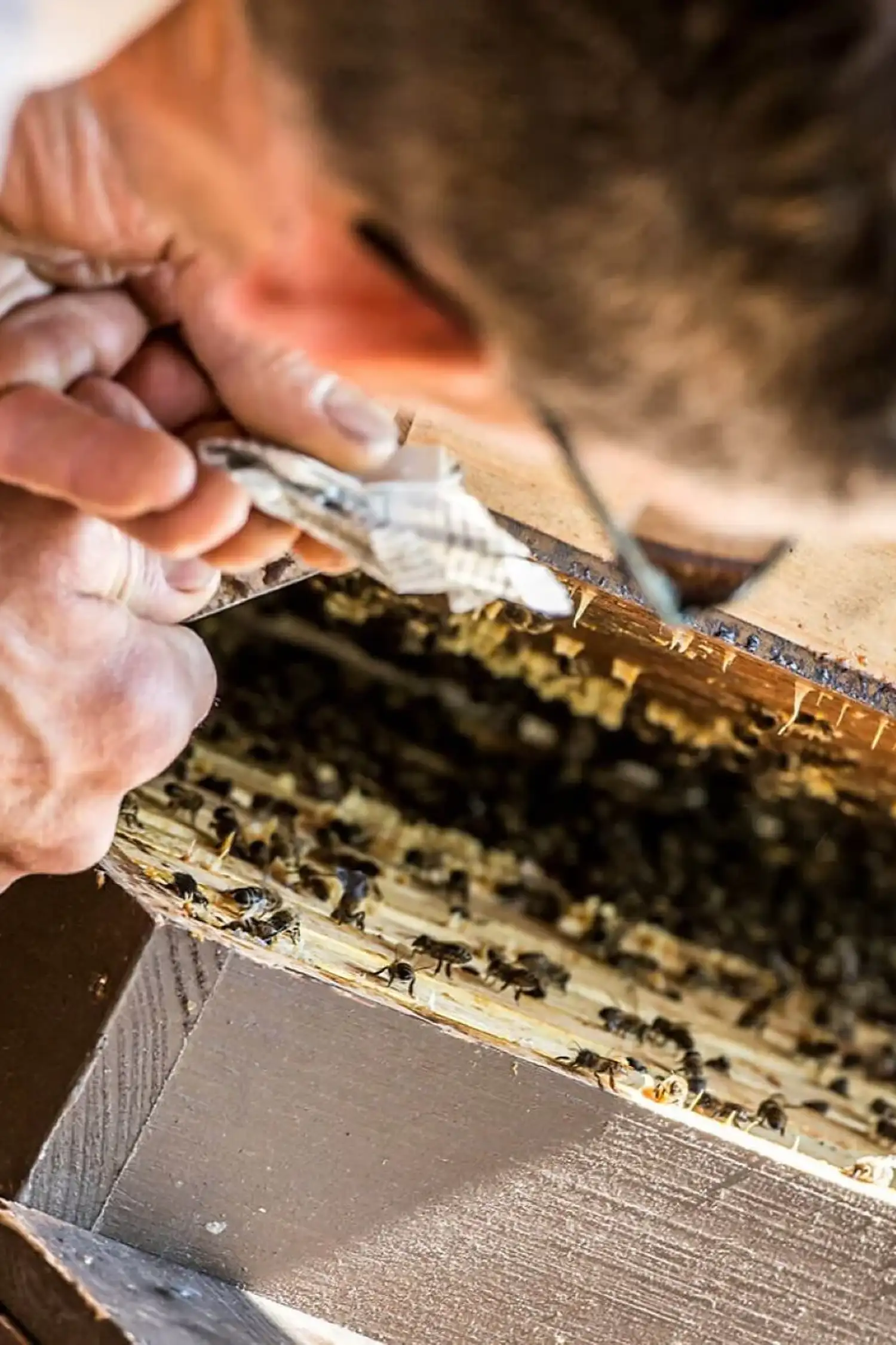 A Glimpse into the World of Bees