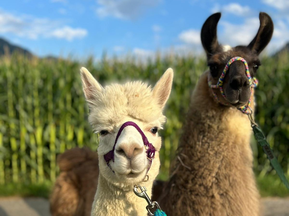 Spaziergang mit den Schlosslamas