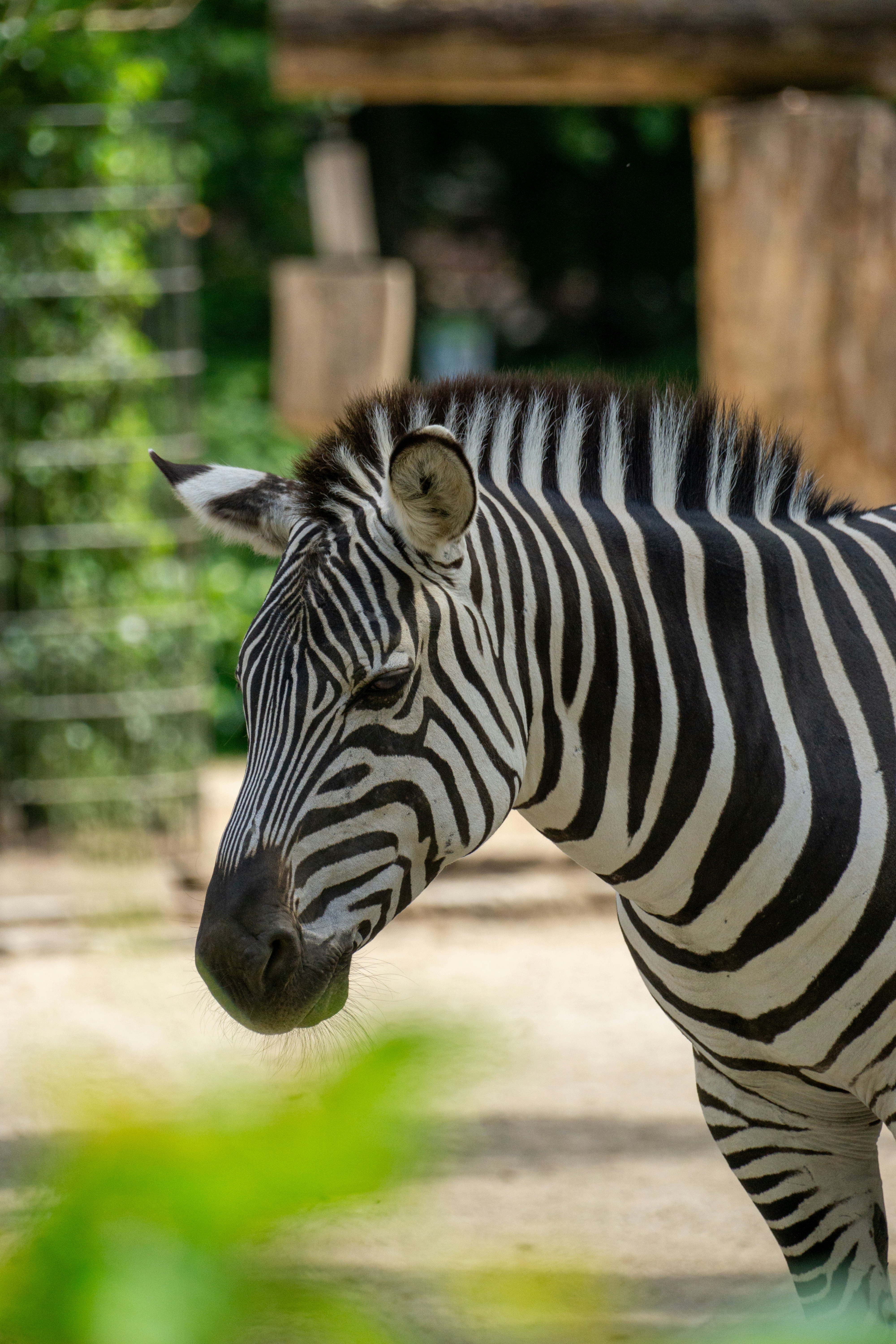 Hellbrunn Zoo