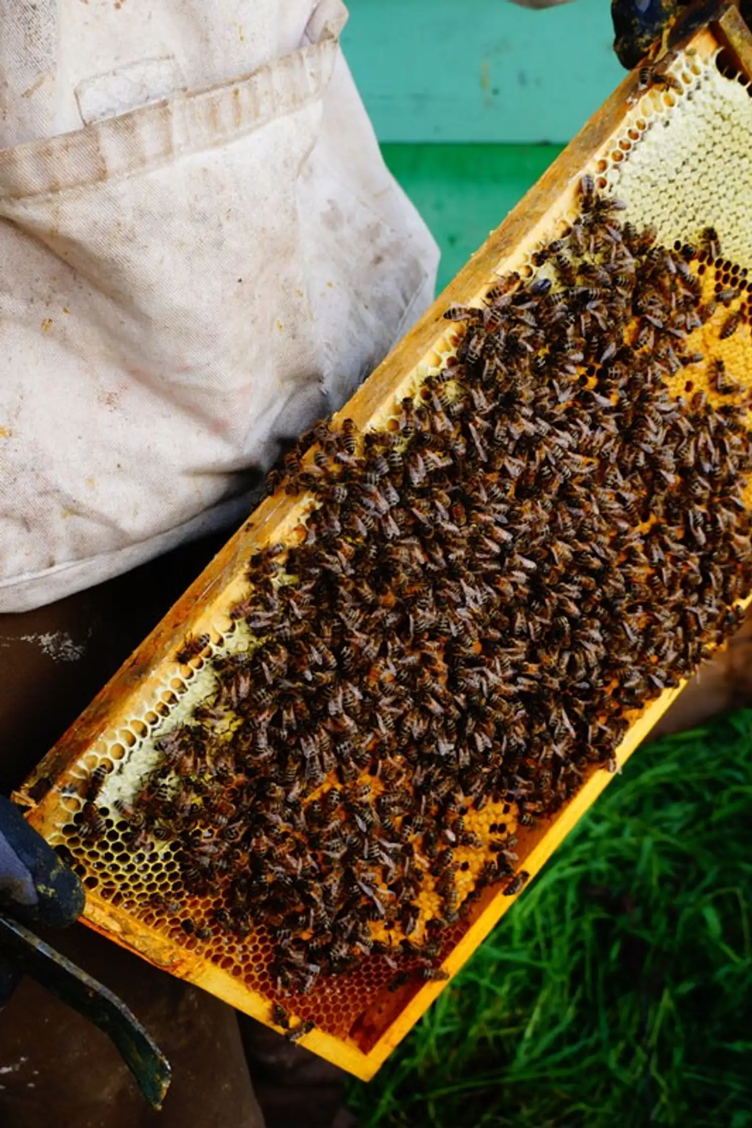 The Bee House - Strass