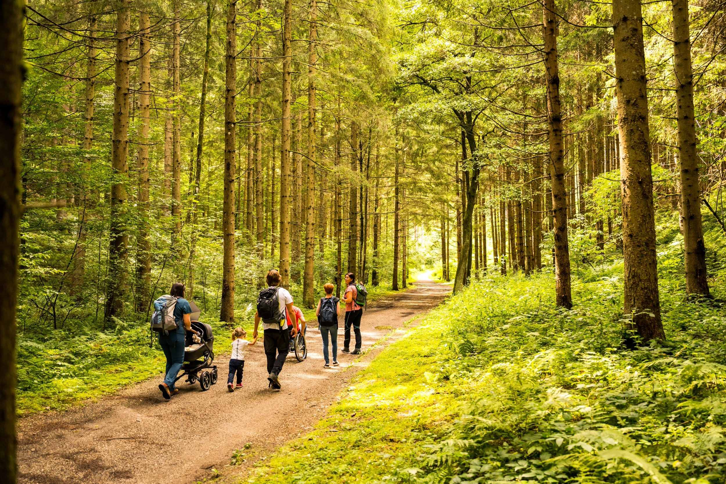 Barfuß durch den Drachenwald