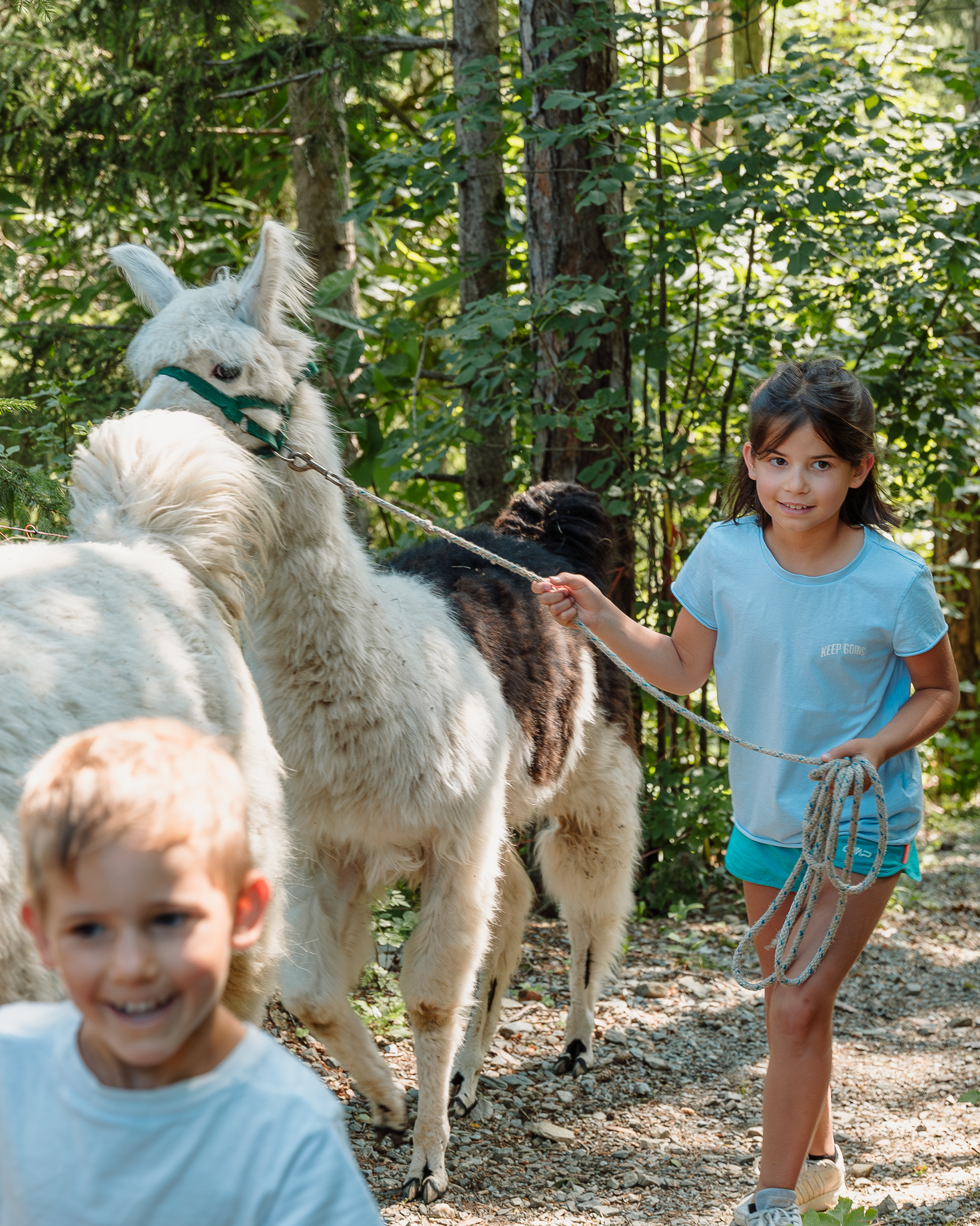 Animal-time for the whole family: Llama walk