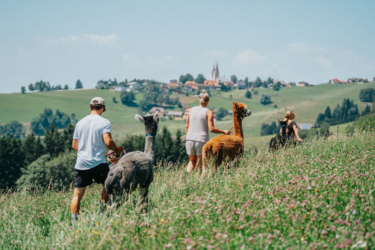 Alpaca Hike