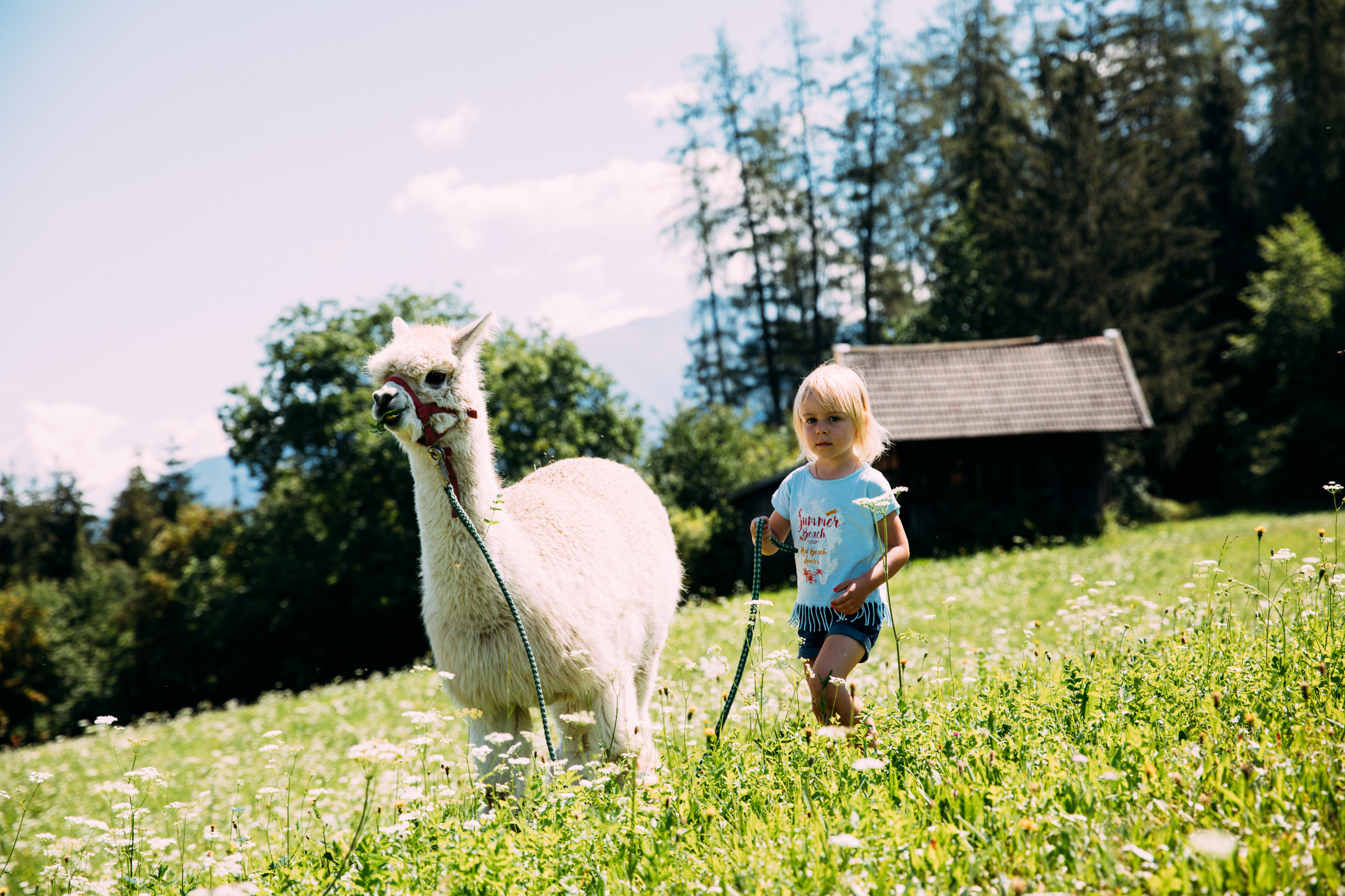 Llama Trekking 