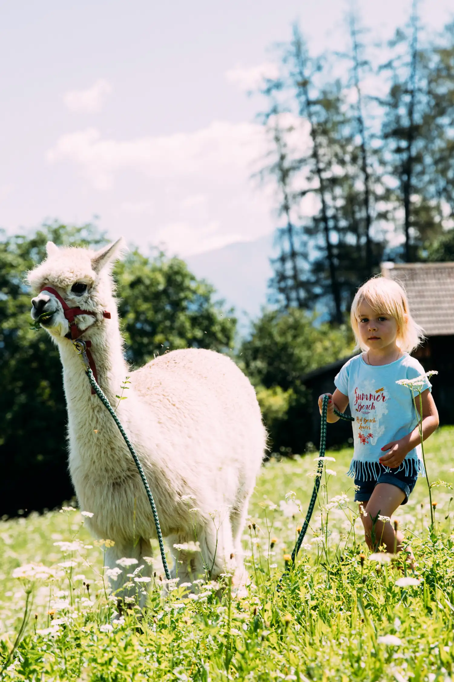 Llama Trekking