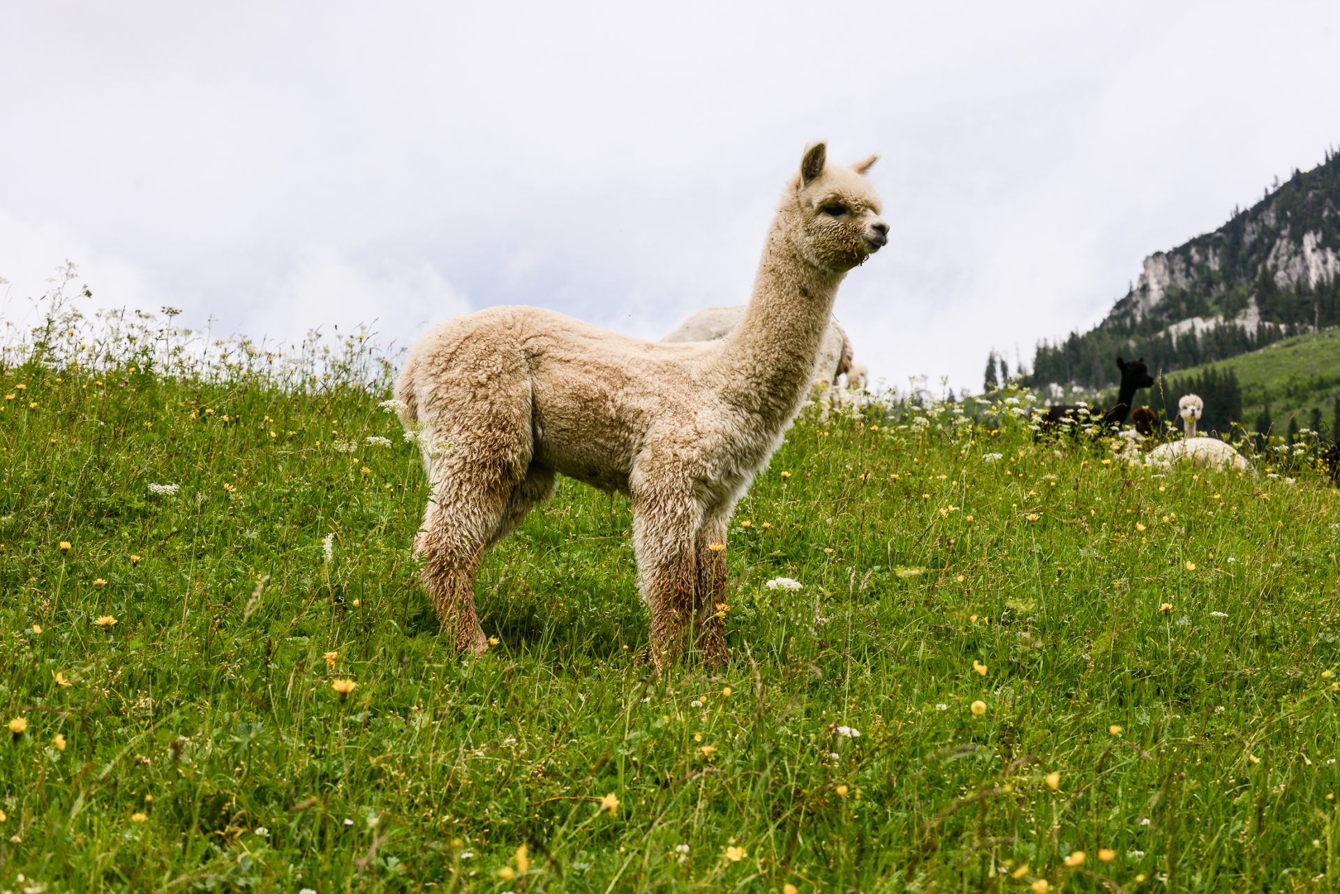 Alpaca hike in Itter