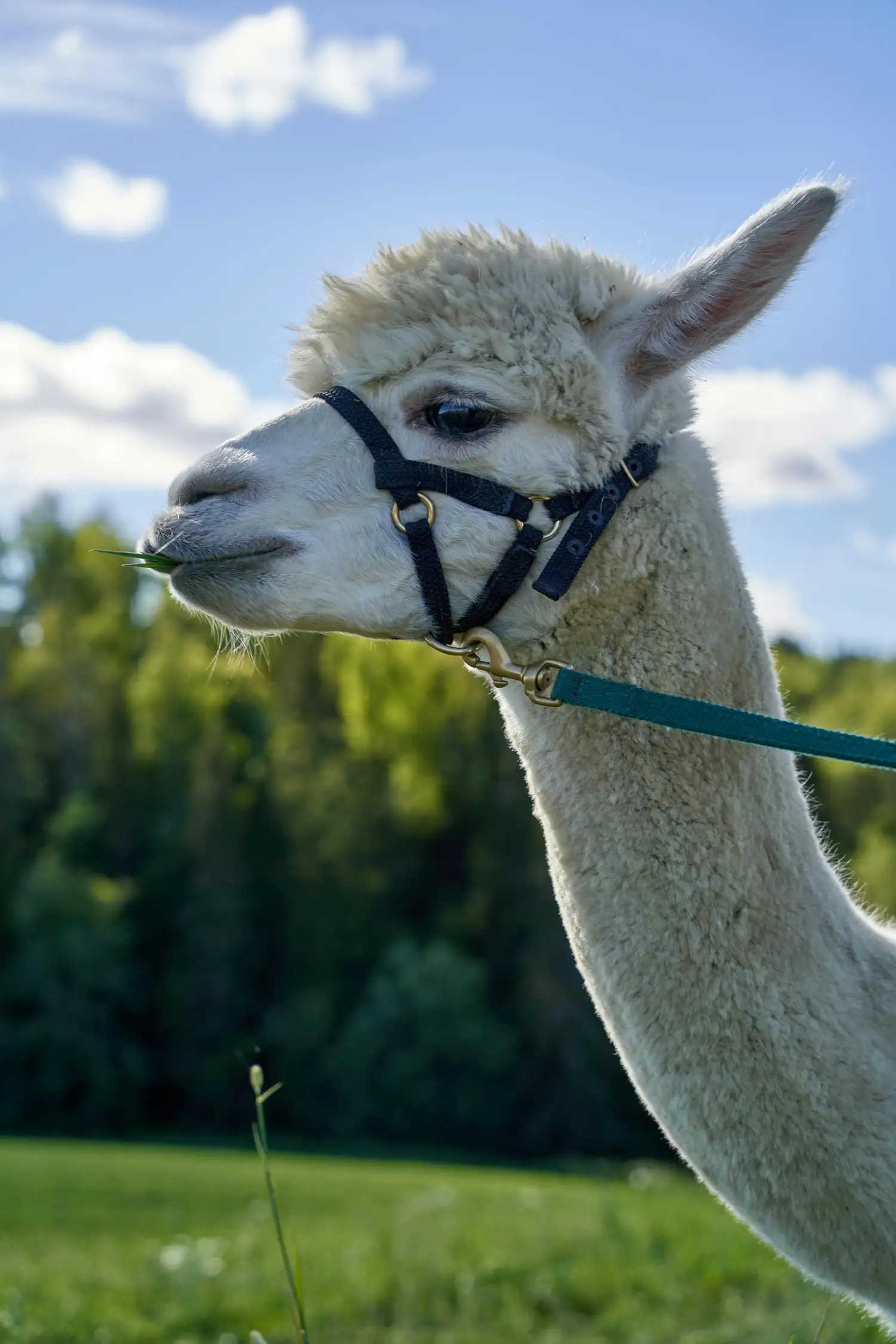 Hiking with alpacas