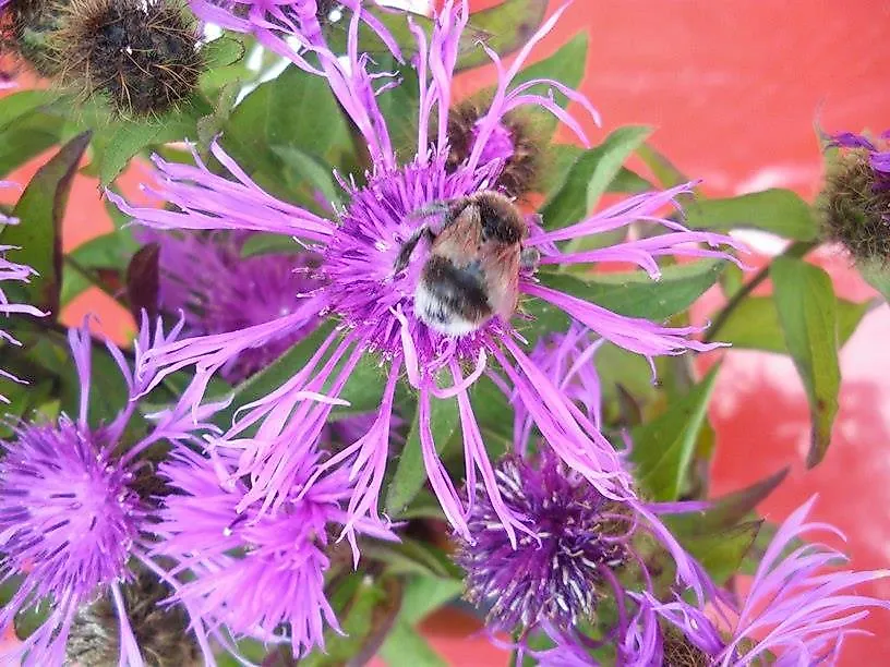 Why do we need bees?