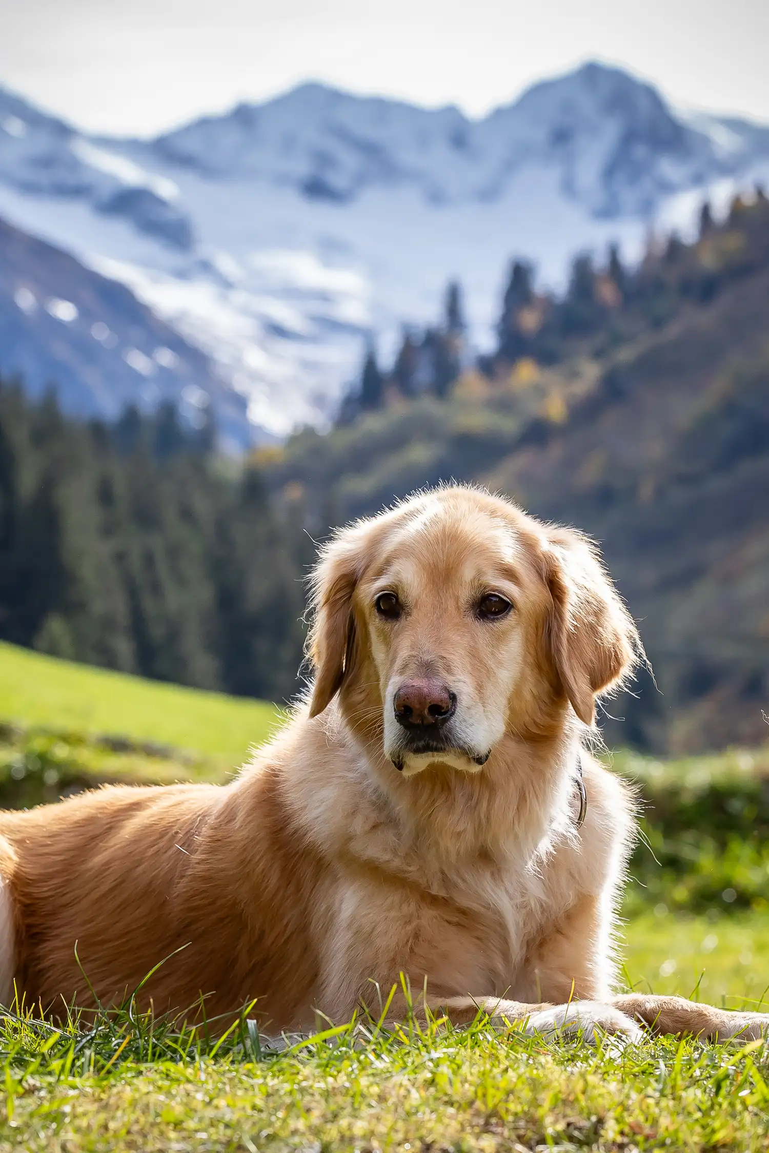 Pfoten & Pause – Waldbaden für Mensch und Hund