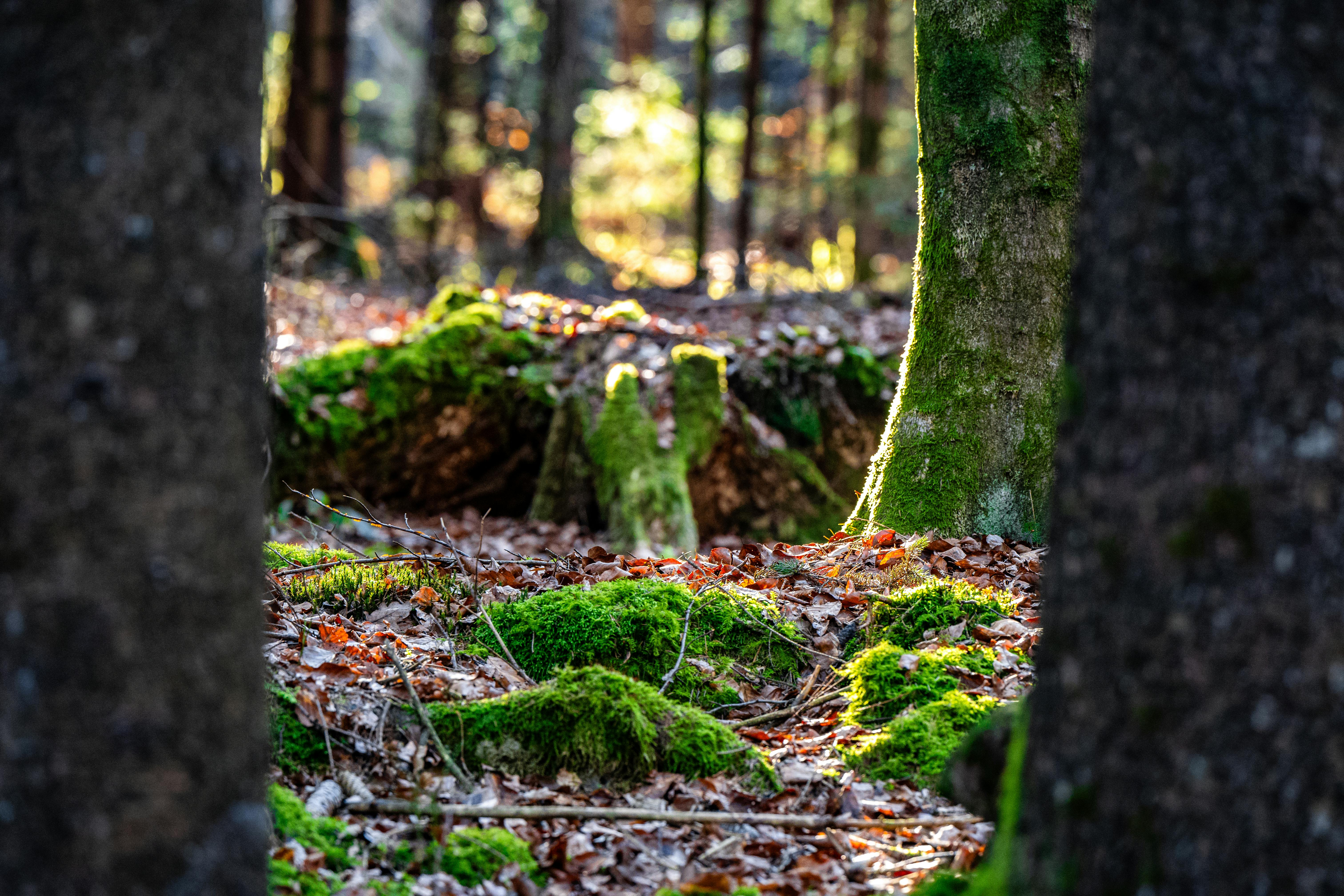 Meditative forest walk with Martina - mindfulness in nature