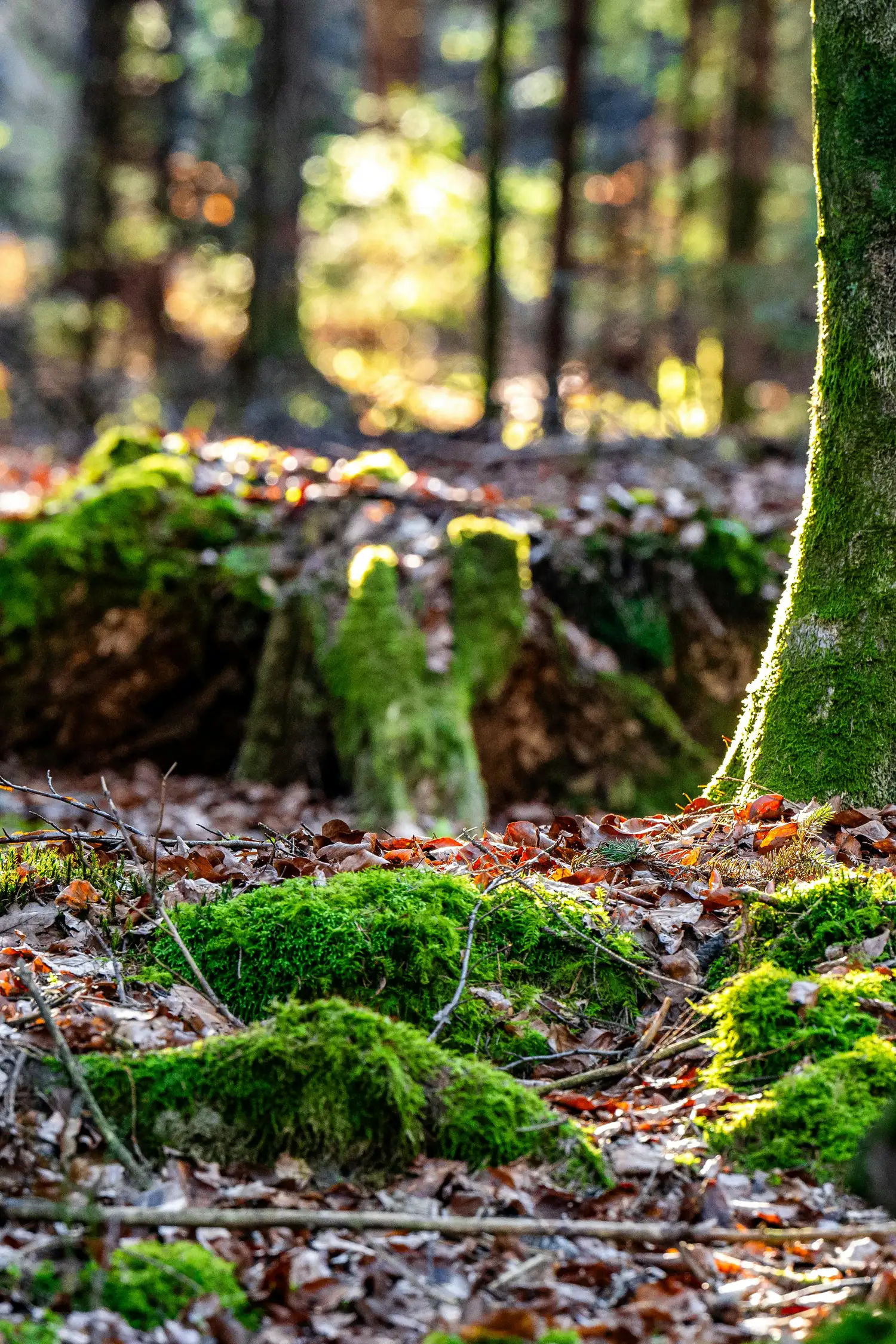 Meditativer Waldspaziergang mit Martina - Achtsamkeit in der Natur
