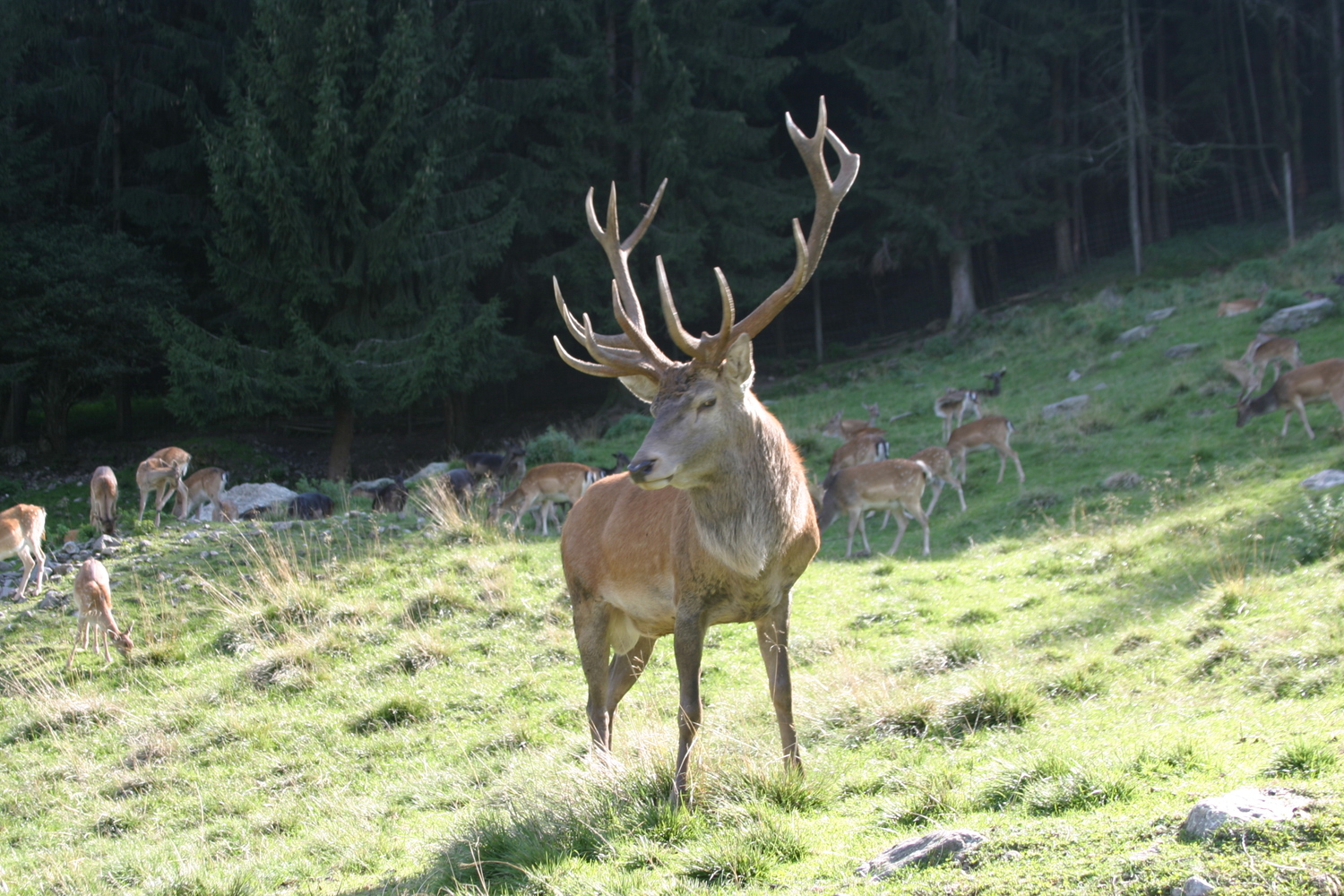Alpenwildpark Feld am See