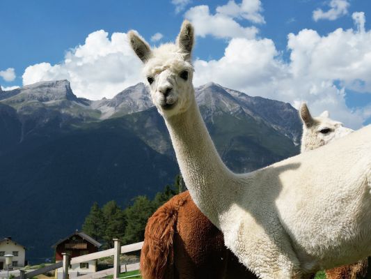 Alpakatrekking in Tobadill - ein unvergessliches Sommererlebnis