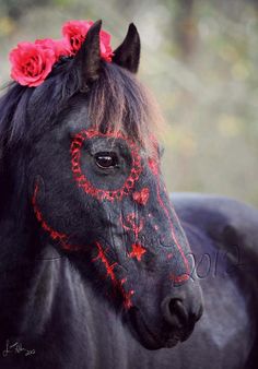 Halloween-Styling für unsere Pferde