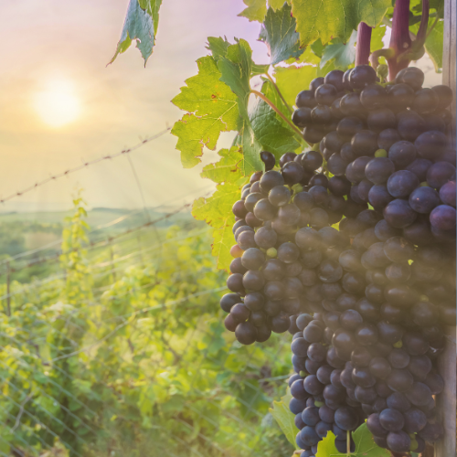 Discover Events in the Region