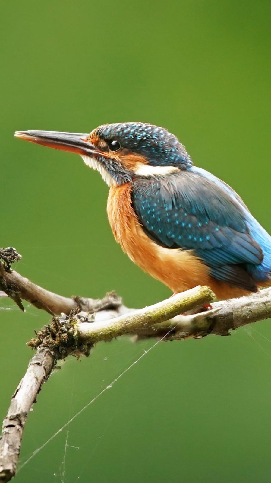 Die Vogelwelt rund um den Rehbach entdecken 🐦 