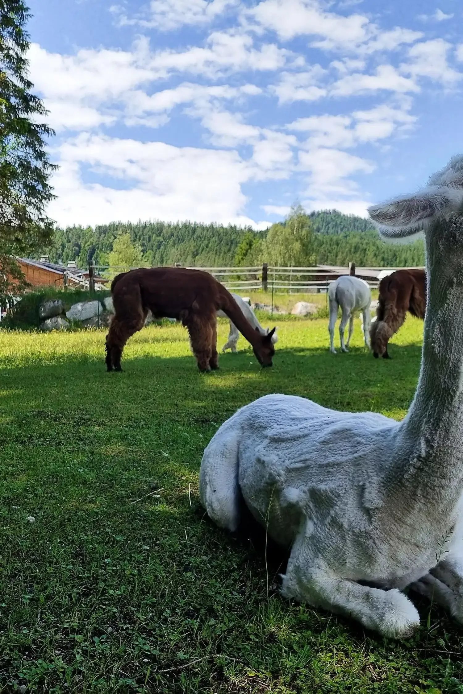 Sunset walk with alpacas
