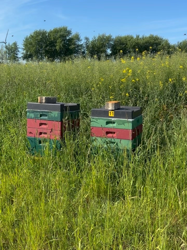 Visiting the Bees 
with Beekeeper Andreas