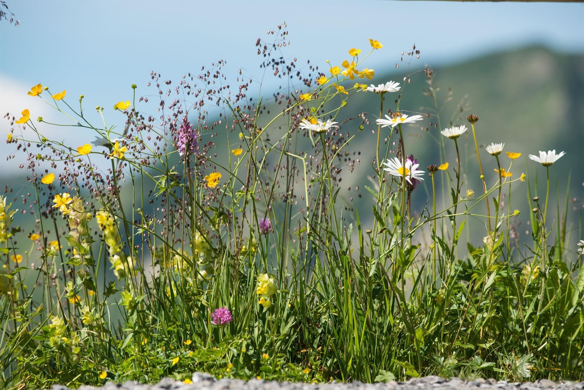 BERGaktiv experience nature - for little explorers