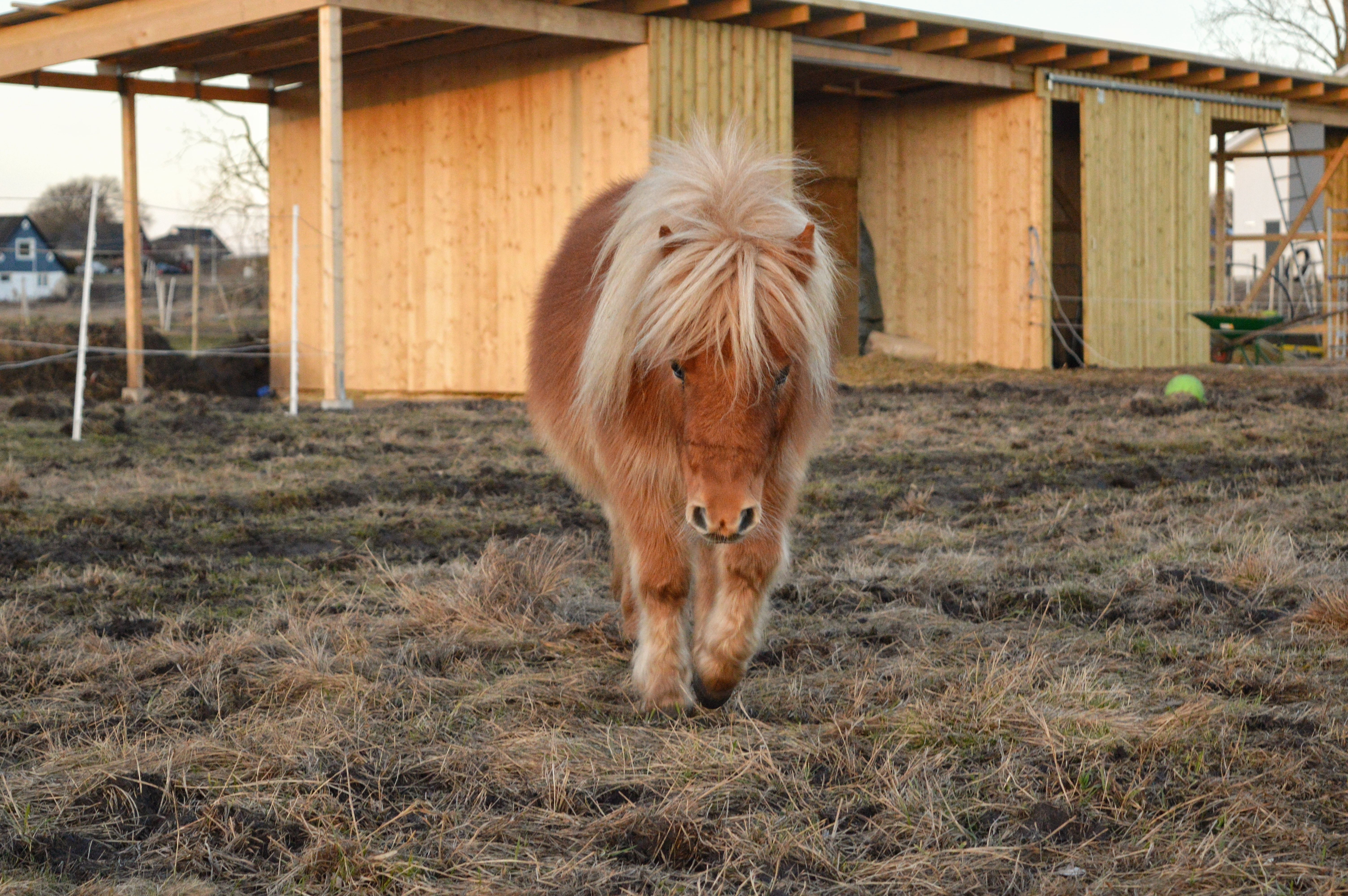 Ponyfarm