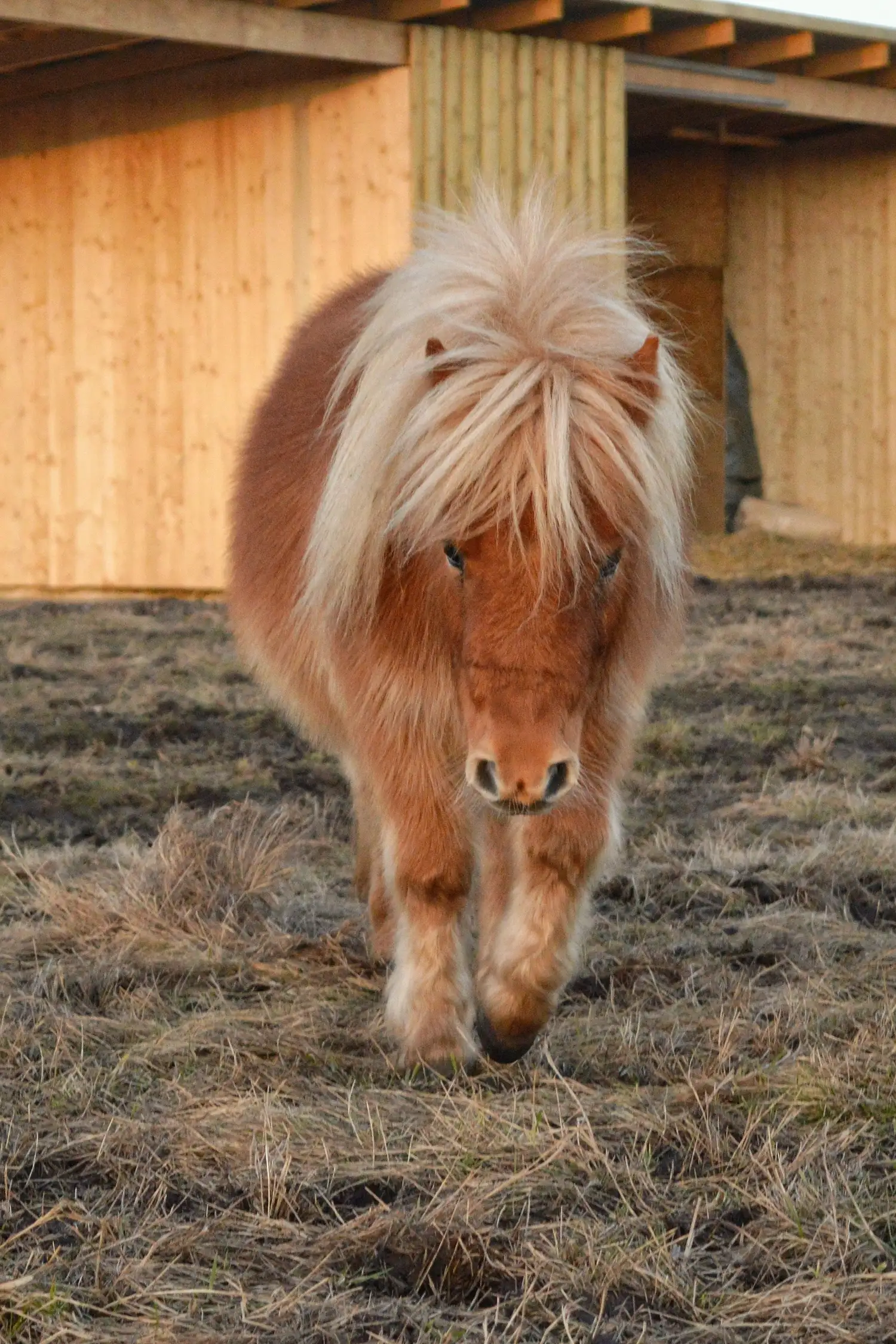 Ponyfarm