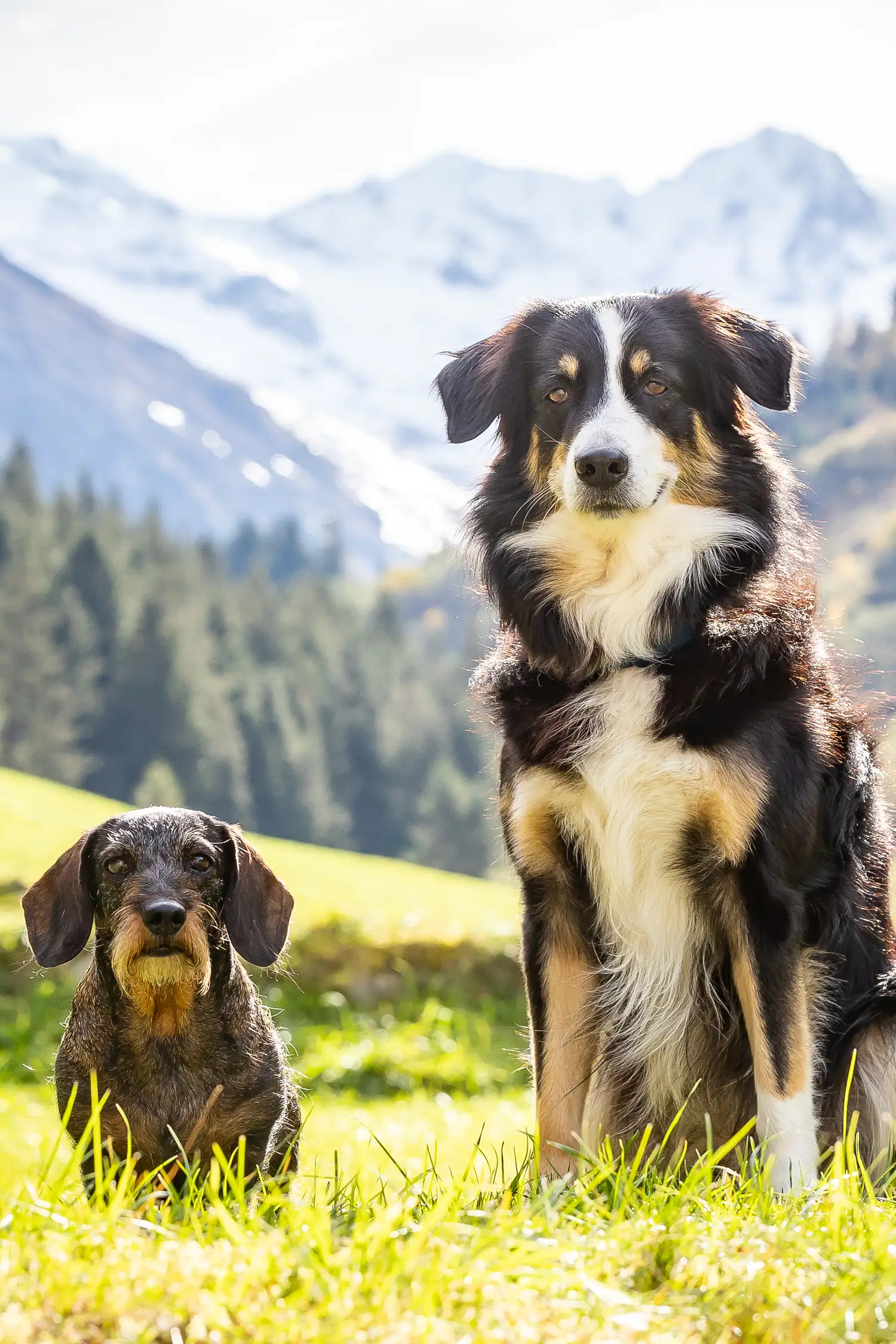 "Erste Hilfe beim Hund" Vortrag 