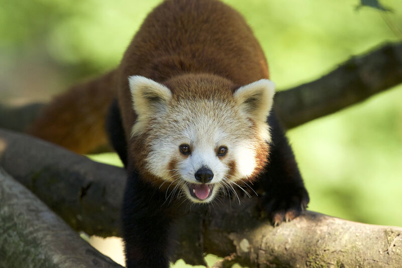Salzburg Zoo Hellbrun