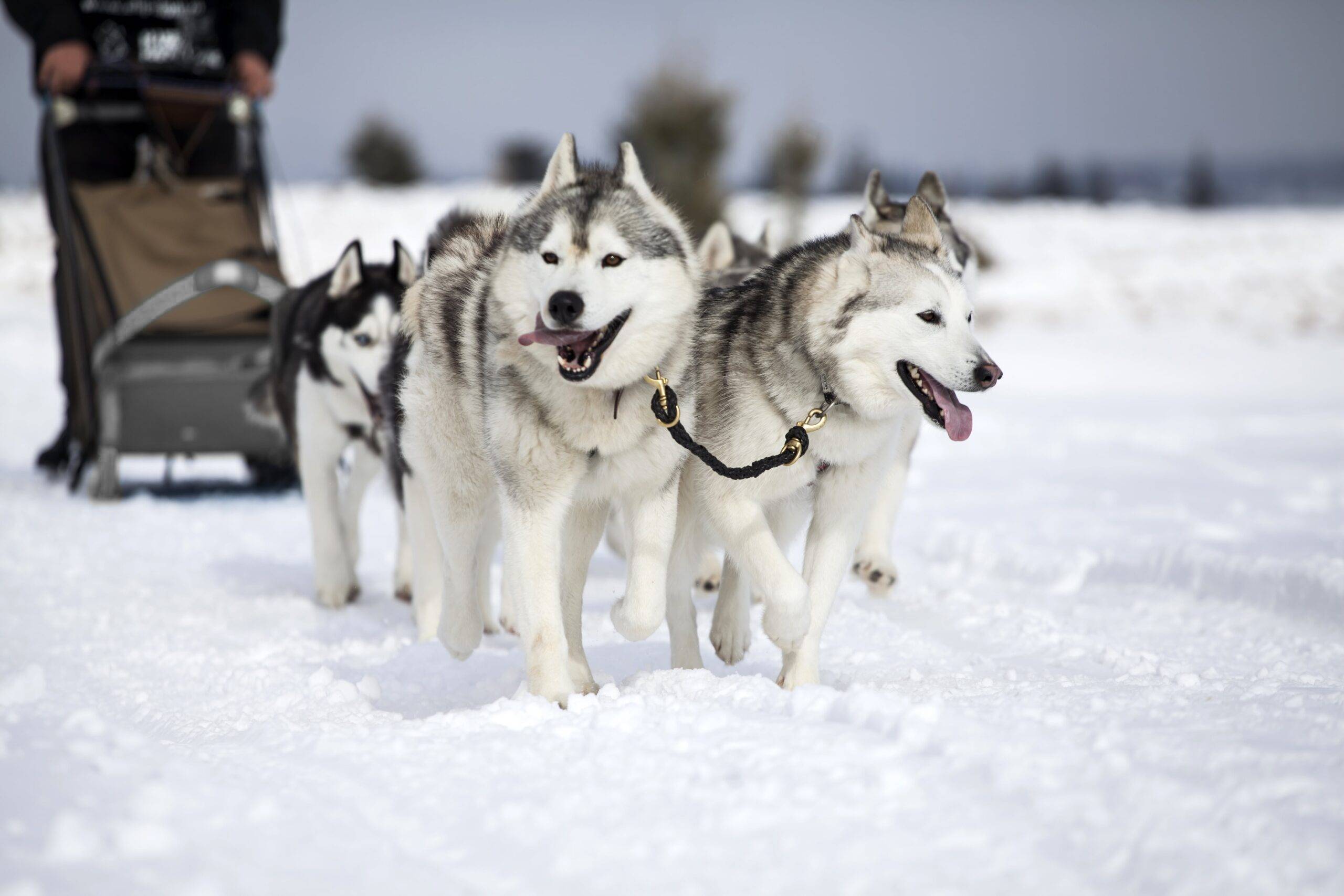 Huskysleddog