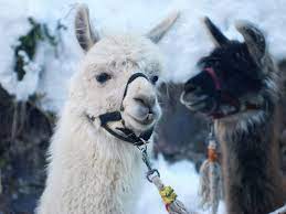 "Lama & Alpaka Spaziergang" mit Nicole vom Lamahof Marbauer *
