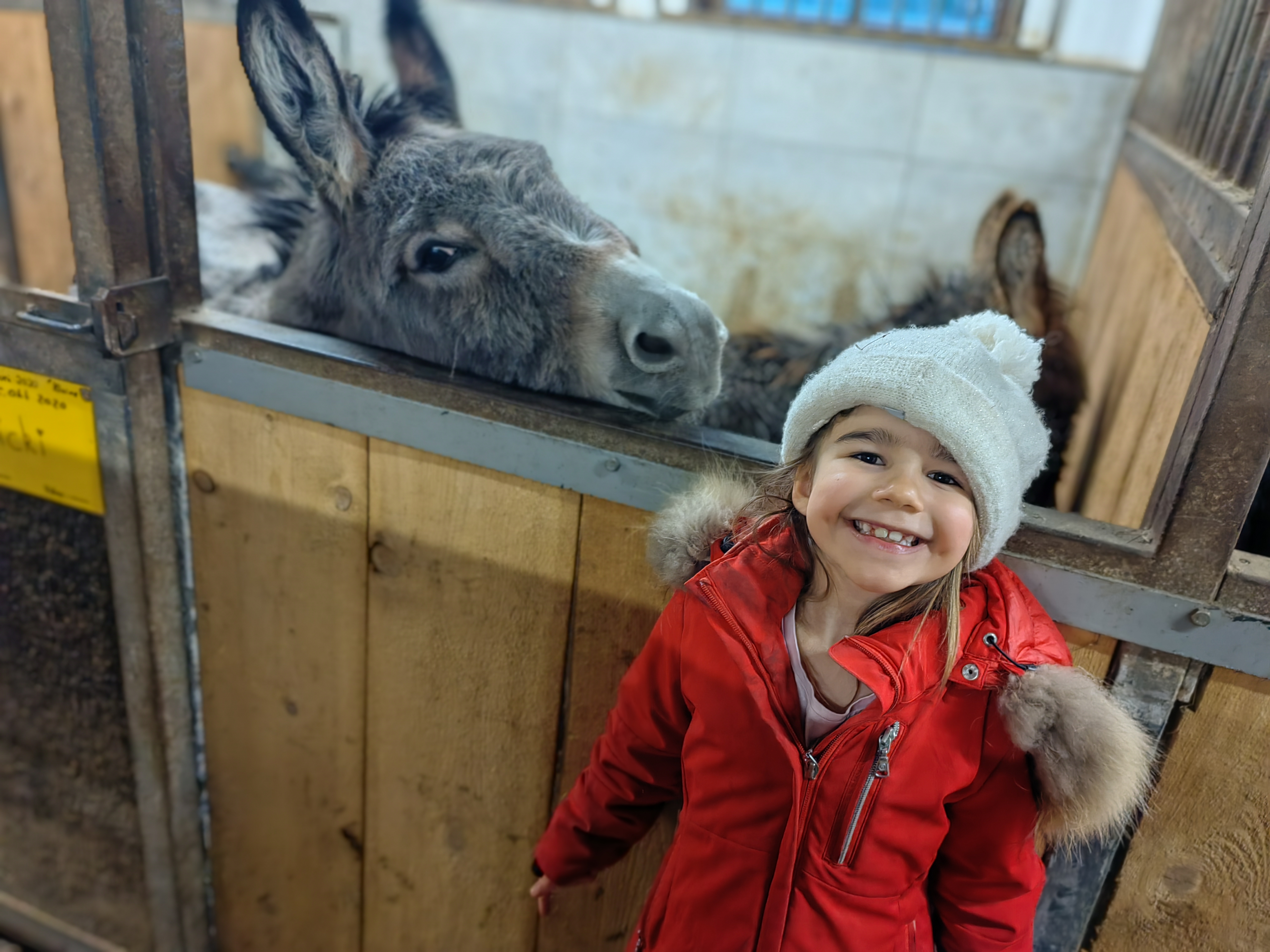 Visit to the stable with the child care