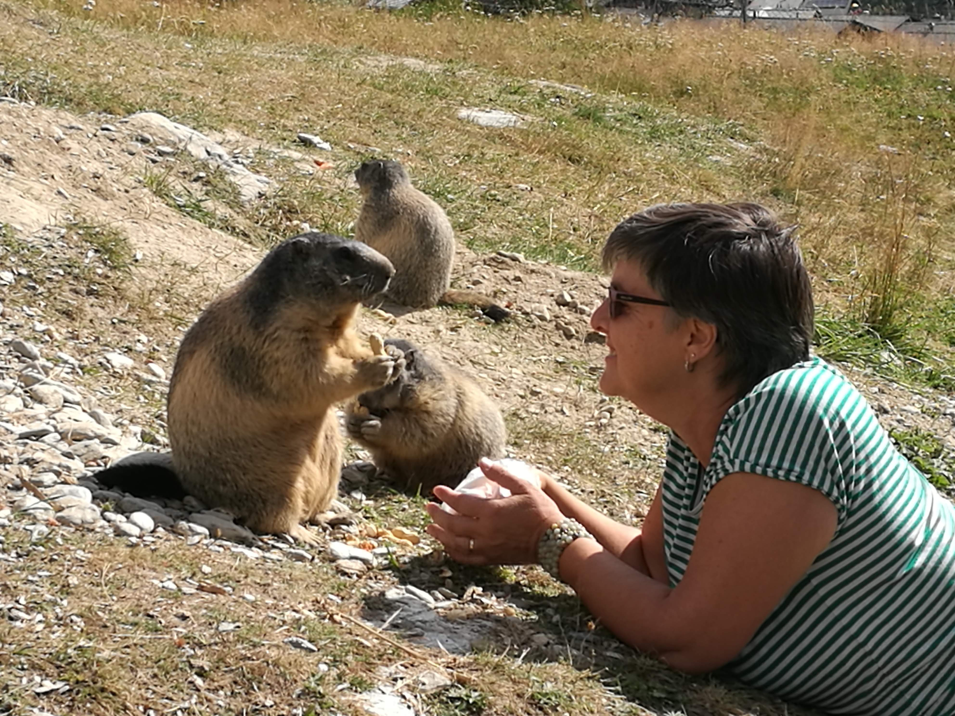 Auf den Spuren der Murmeltiere