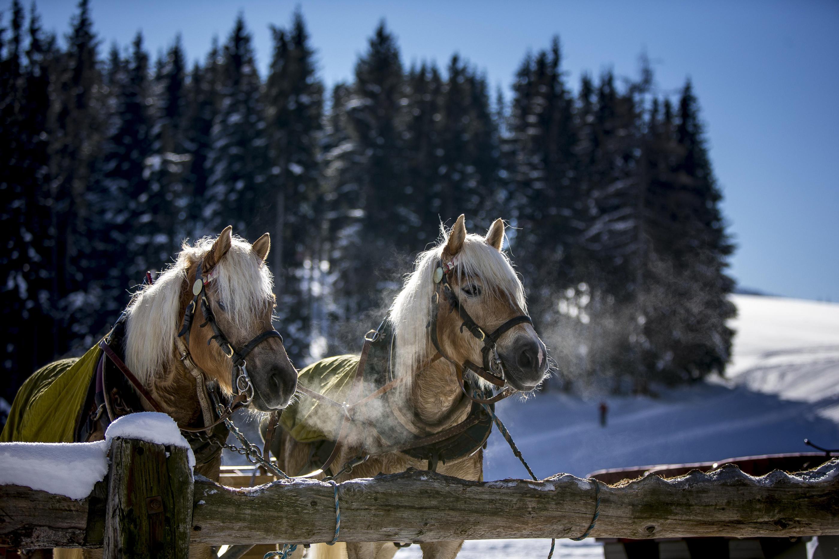 Horse sledding on the Turracher Höhe