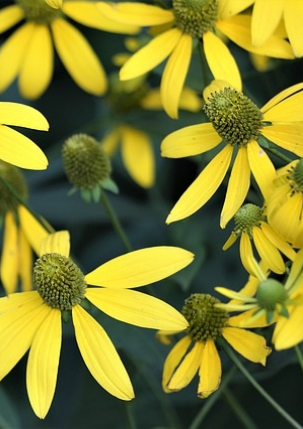 Private spa: Arnica bath