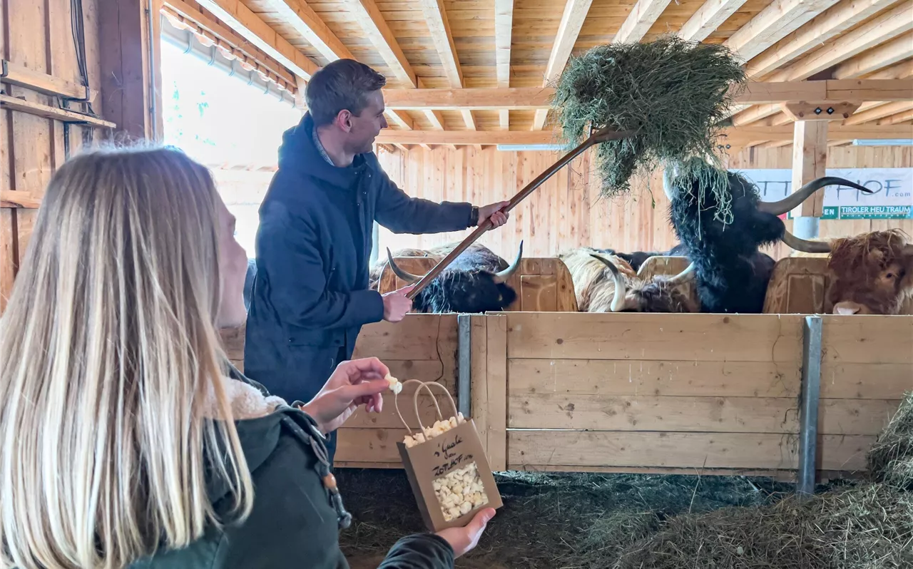 Private tour incl. feeding and petting the highland cattle at the Zottlhof farm