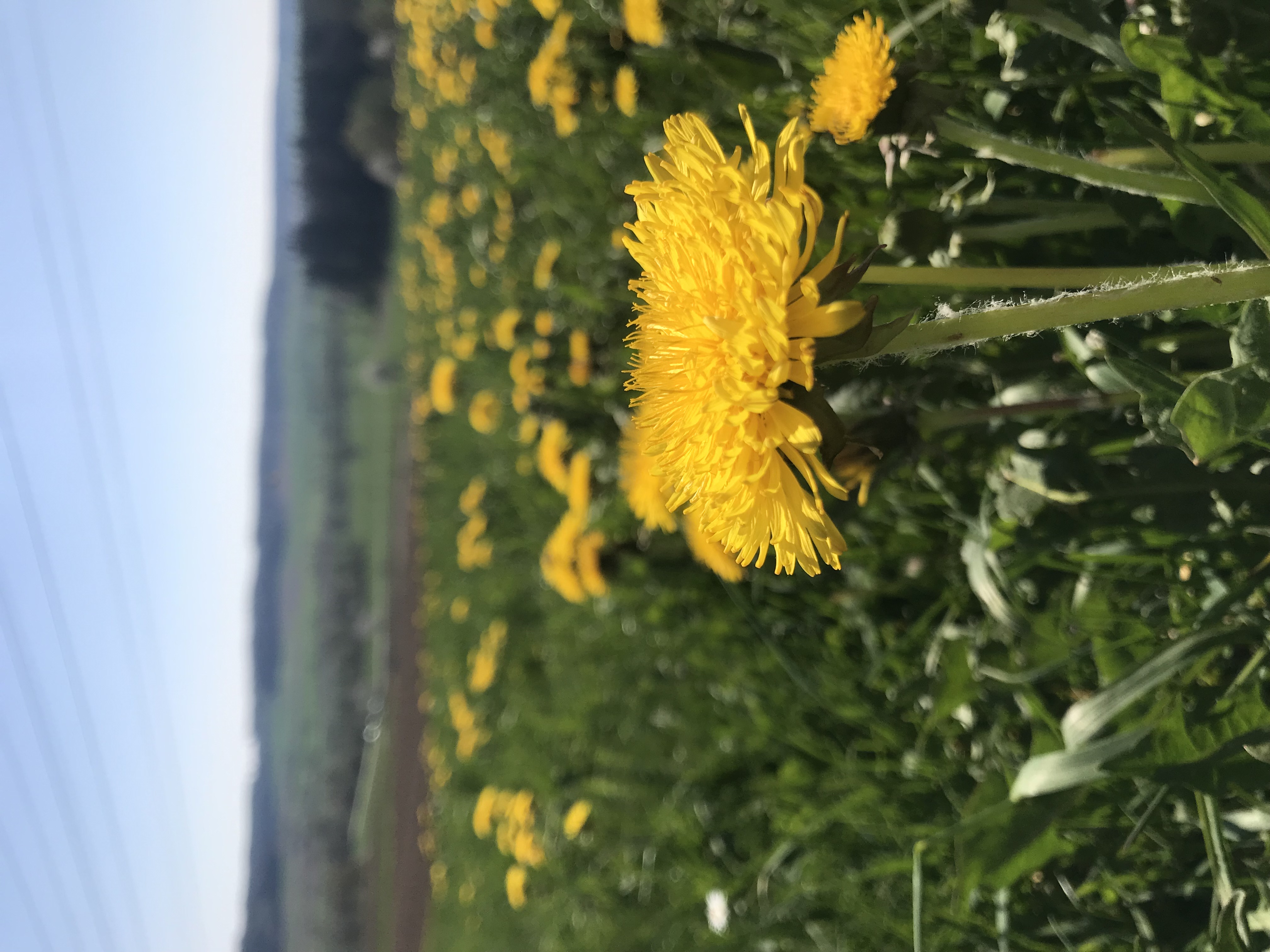 Kräuterwanderung 