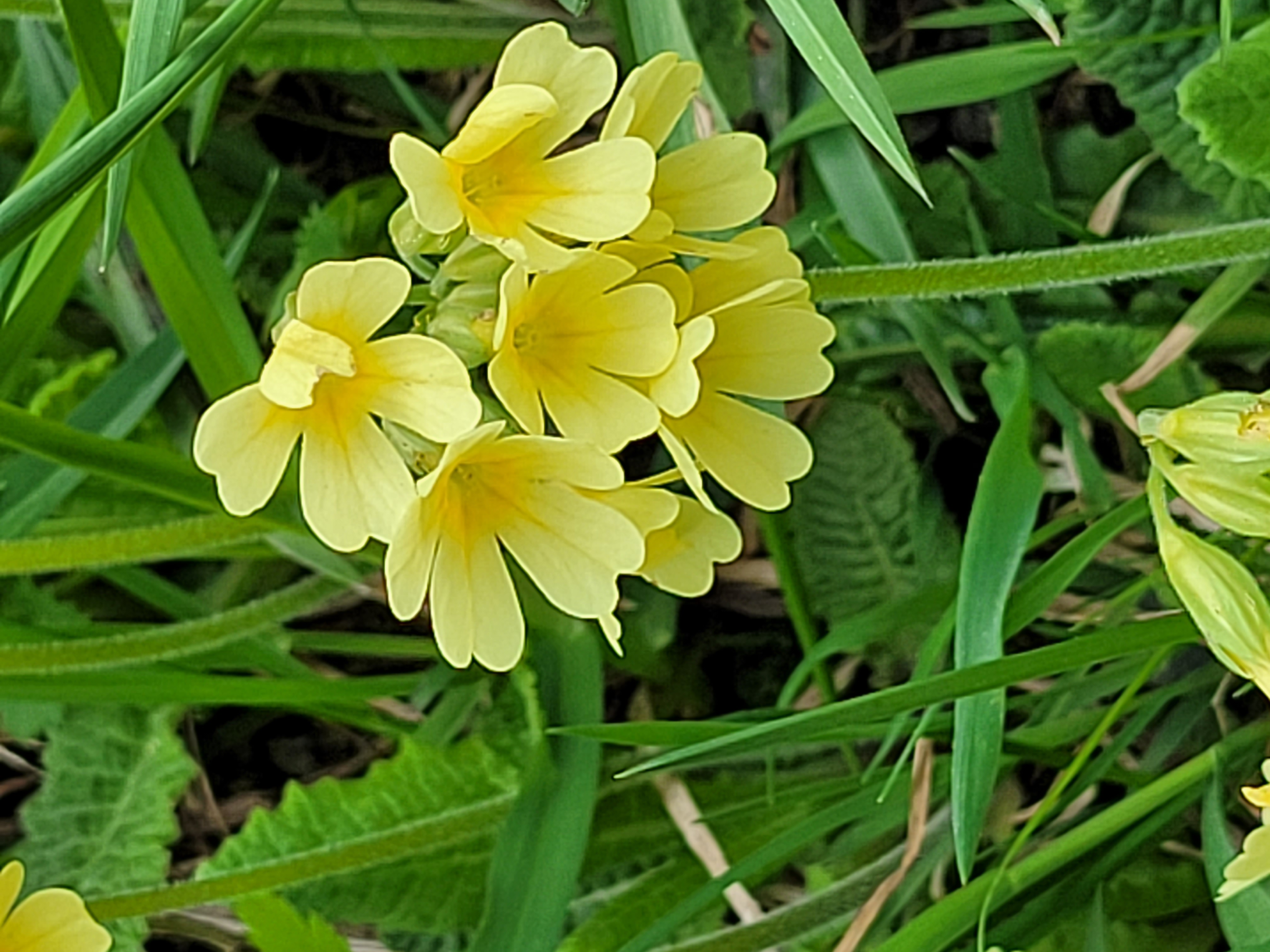 Kräuterwanderung im Schmirntal