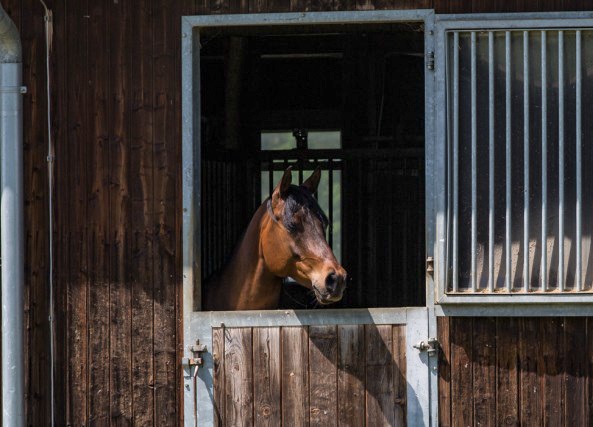 Vacation for your horse: rent horse boxes at Krumphof!