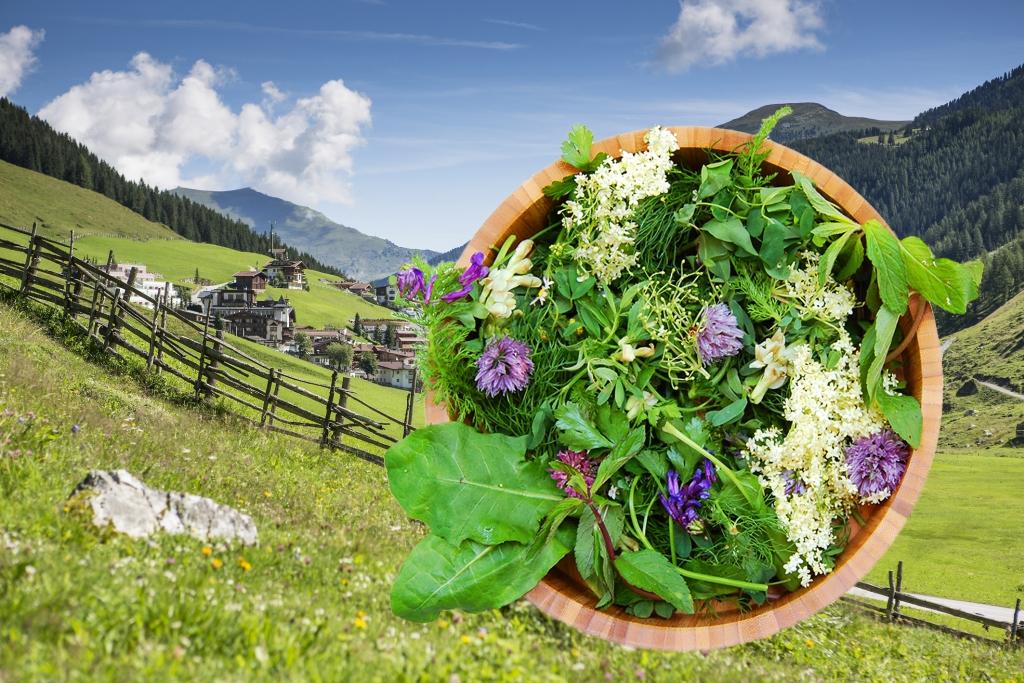 Wild herb walk in Tux