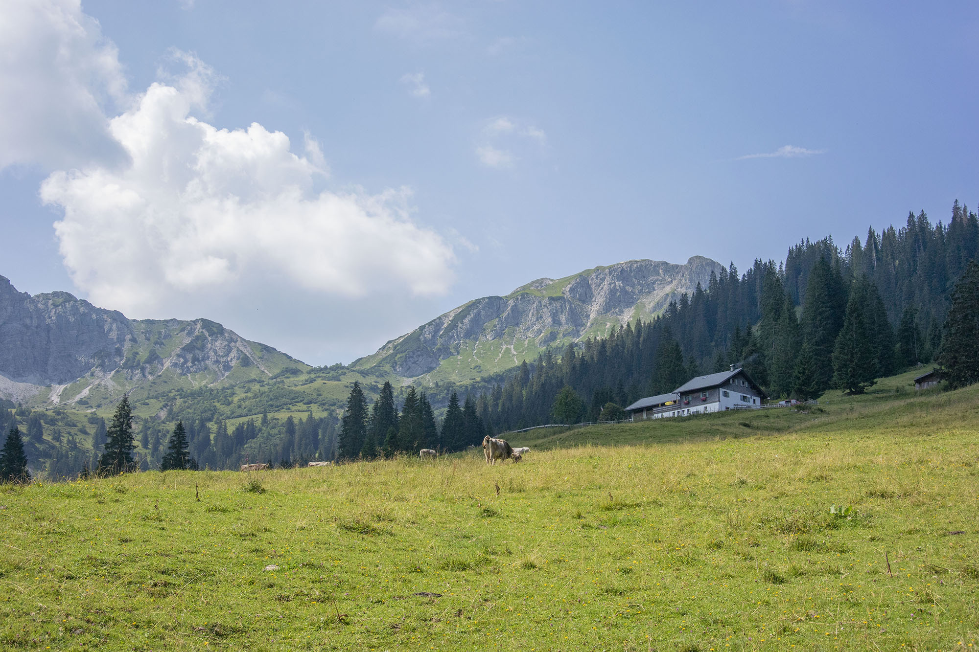  Edenbachalm 1405 m - geführte Wandertour