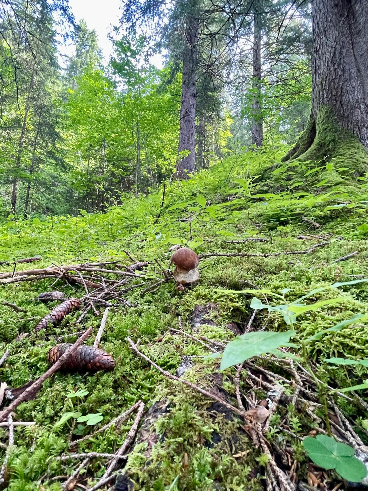 Pilze suchen 🍄‍🟫🍀