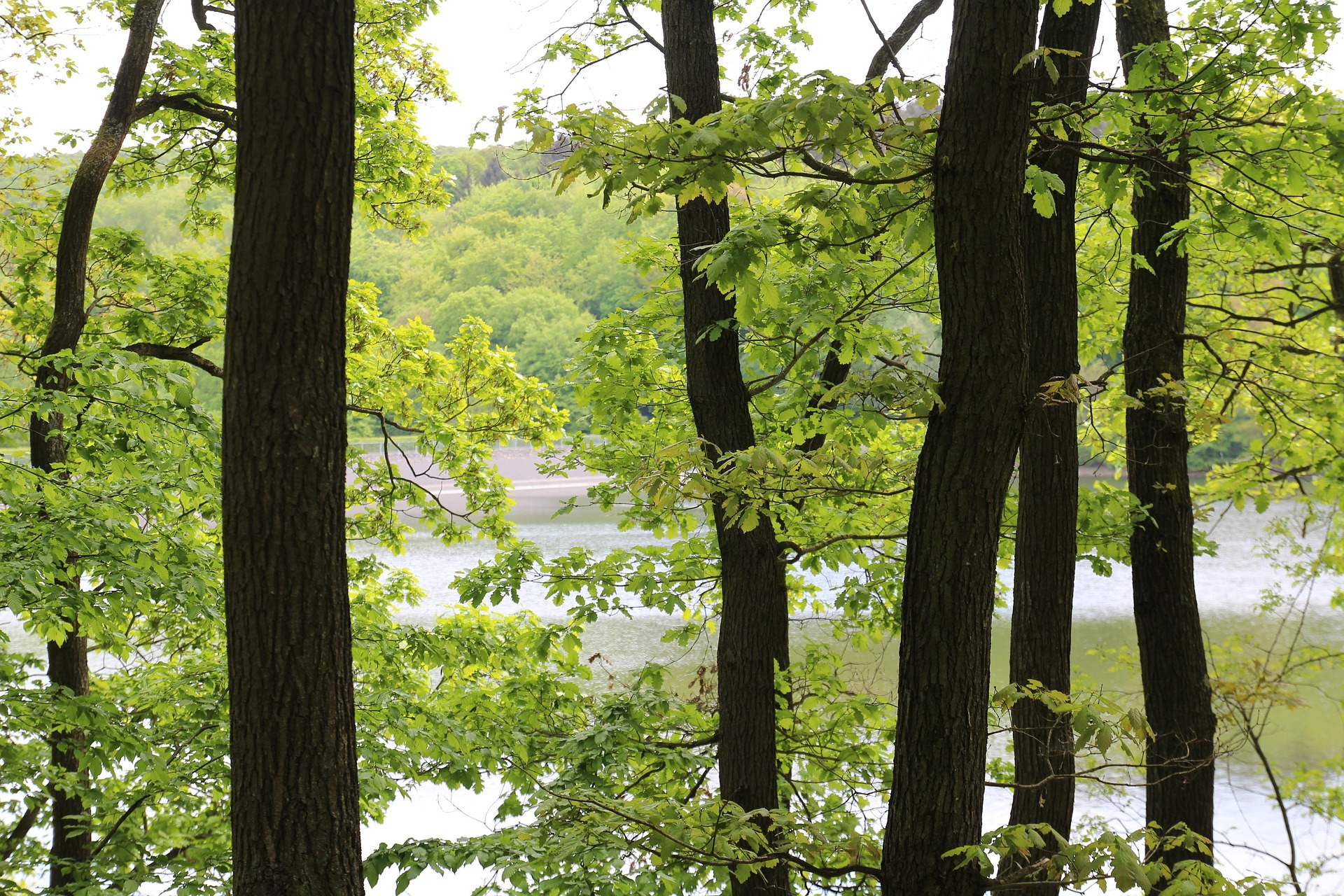 Hardtburg & Steinbachtalsperre: Burgruine & Naturbad-Feeling