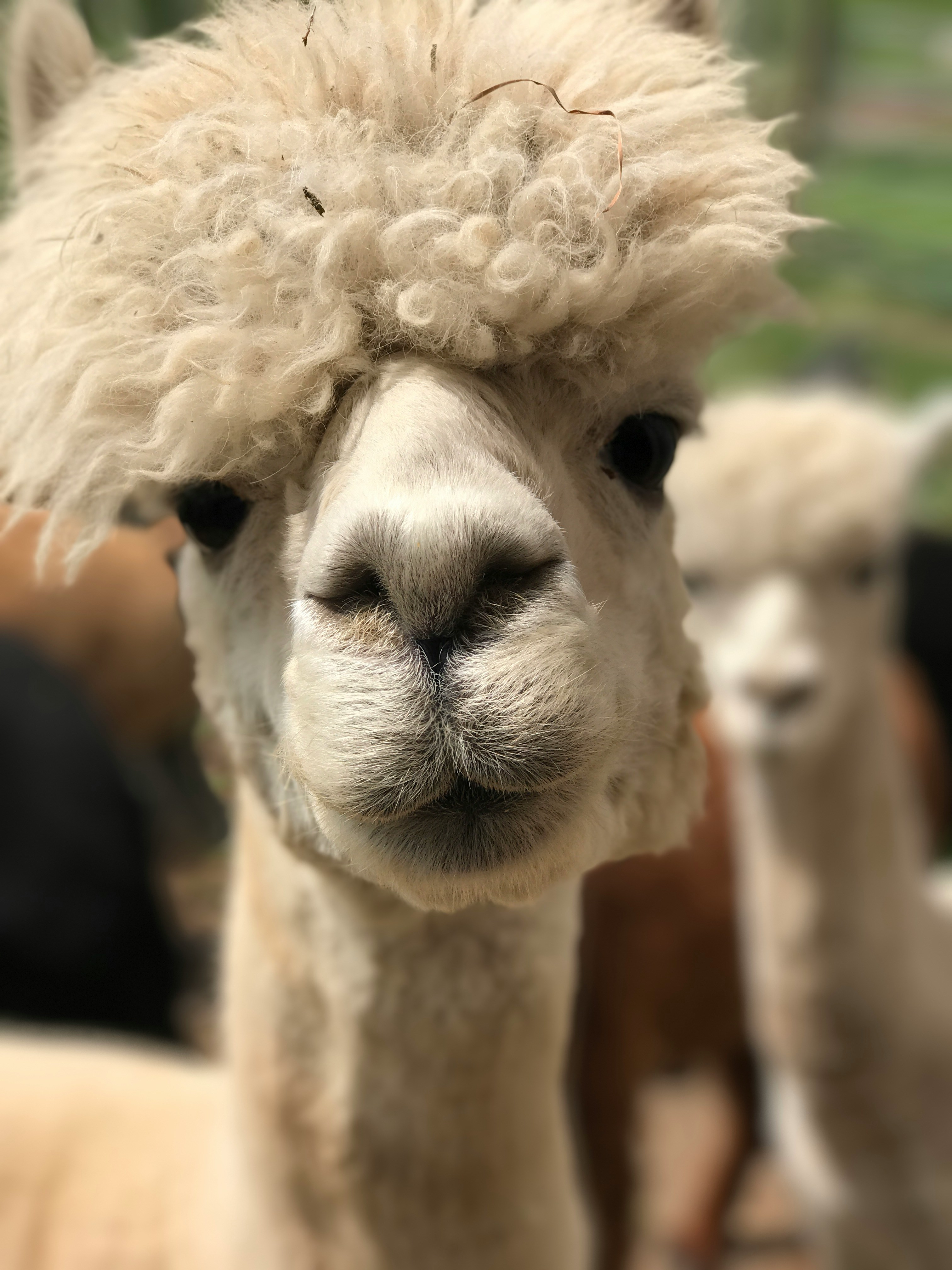 🦙 Alpaca hike with Silpaca - gentle companions in nature