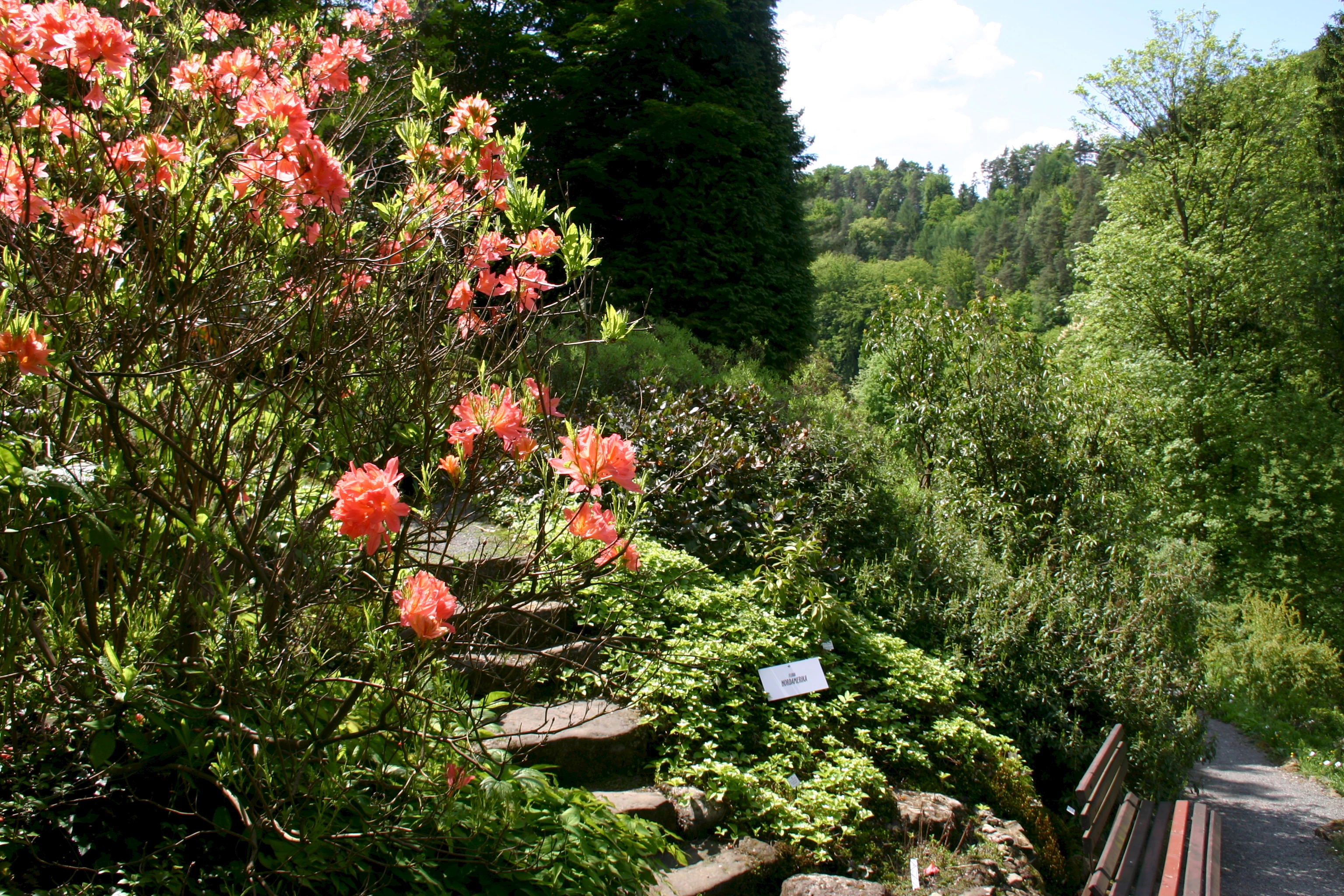 Vielfältige Pflanzenwelt im Botanischen Garten Bad Schandau