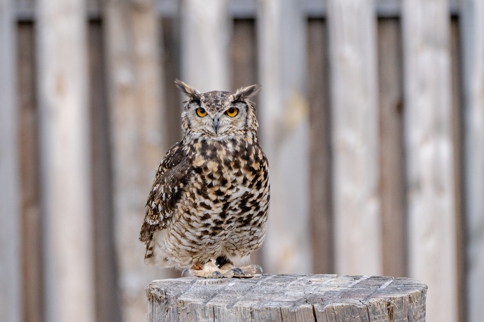 Owl Park San Vigilio