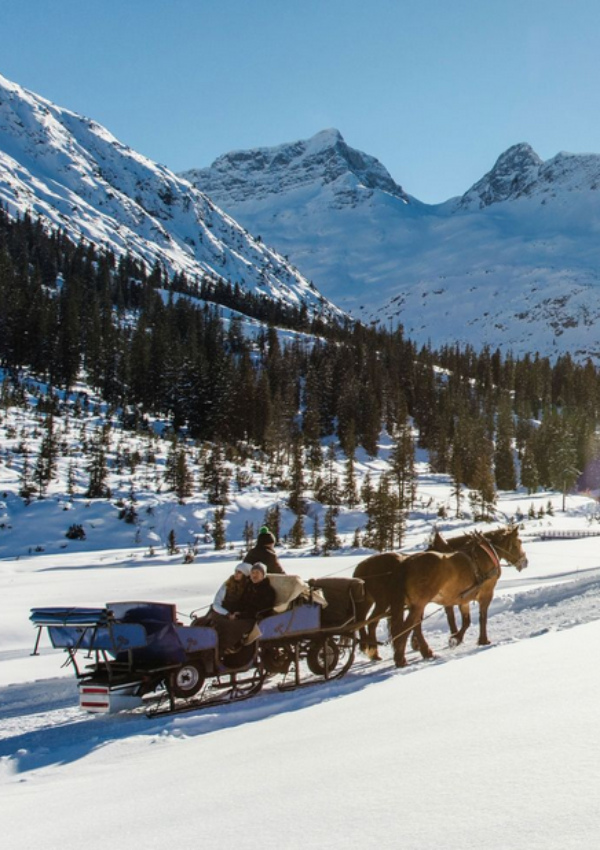 Winter sports alternative - horse sleigh ride
