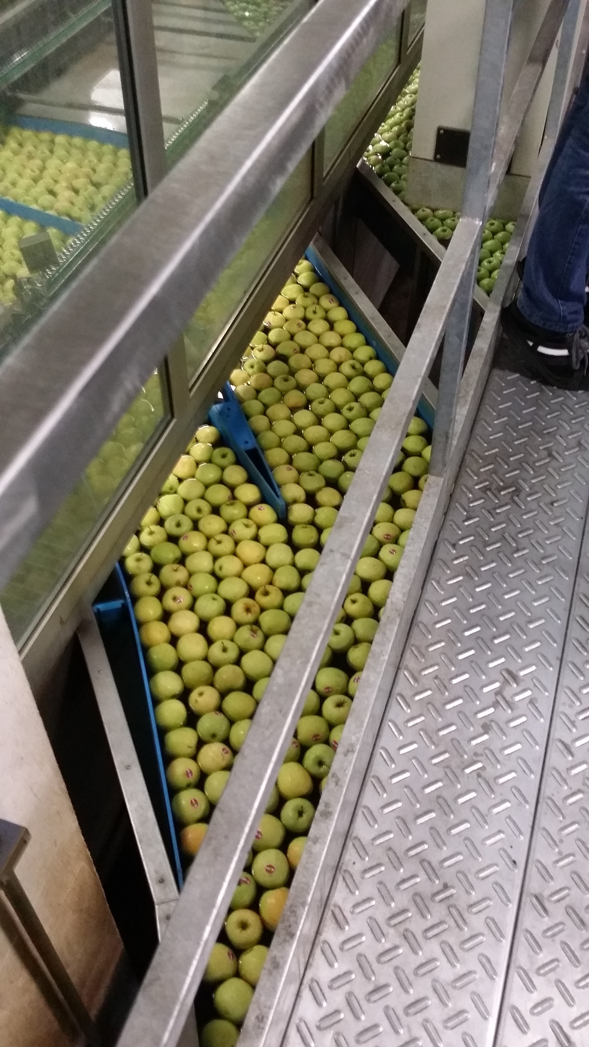 Visita guidata e visita alla Cooperativa frutticola "Texel" image